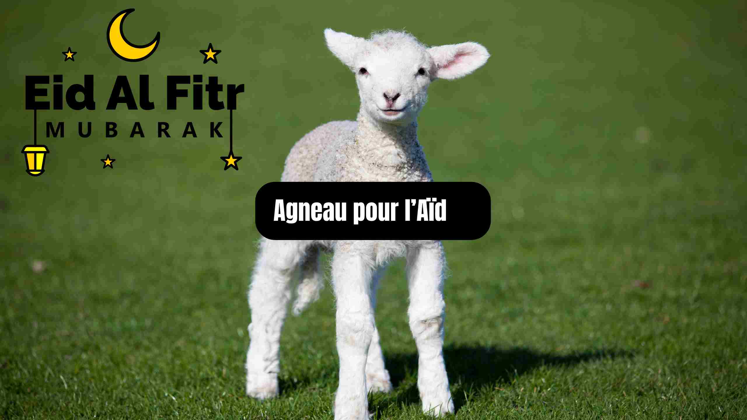 Quel agneau choisir pour l’Aïd 2025 ? Ce qu’il faut savoir