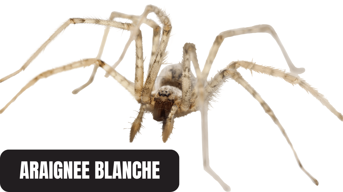 araignee blanche