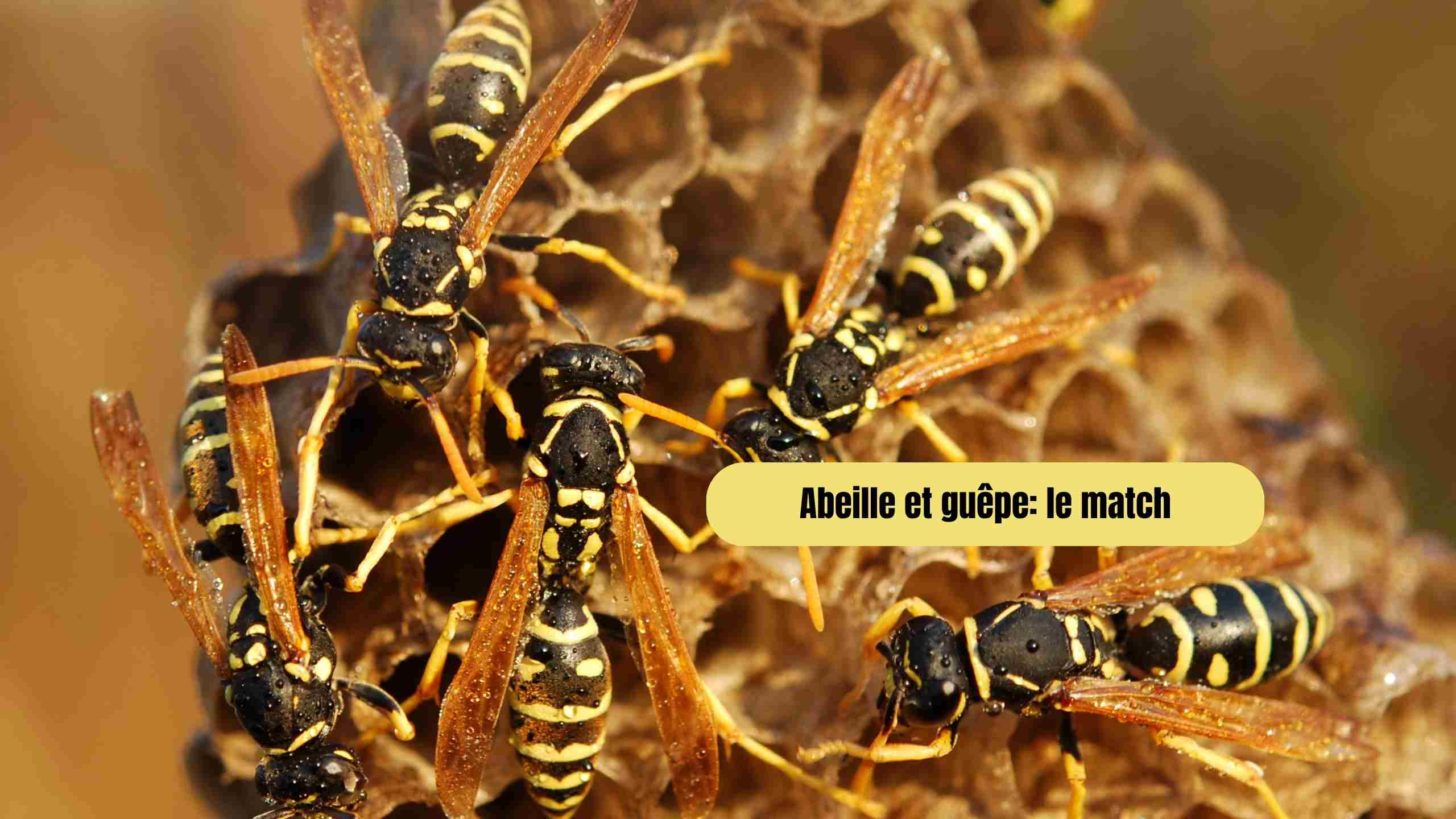 abeille et guepe