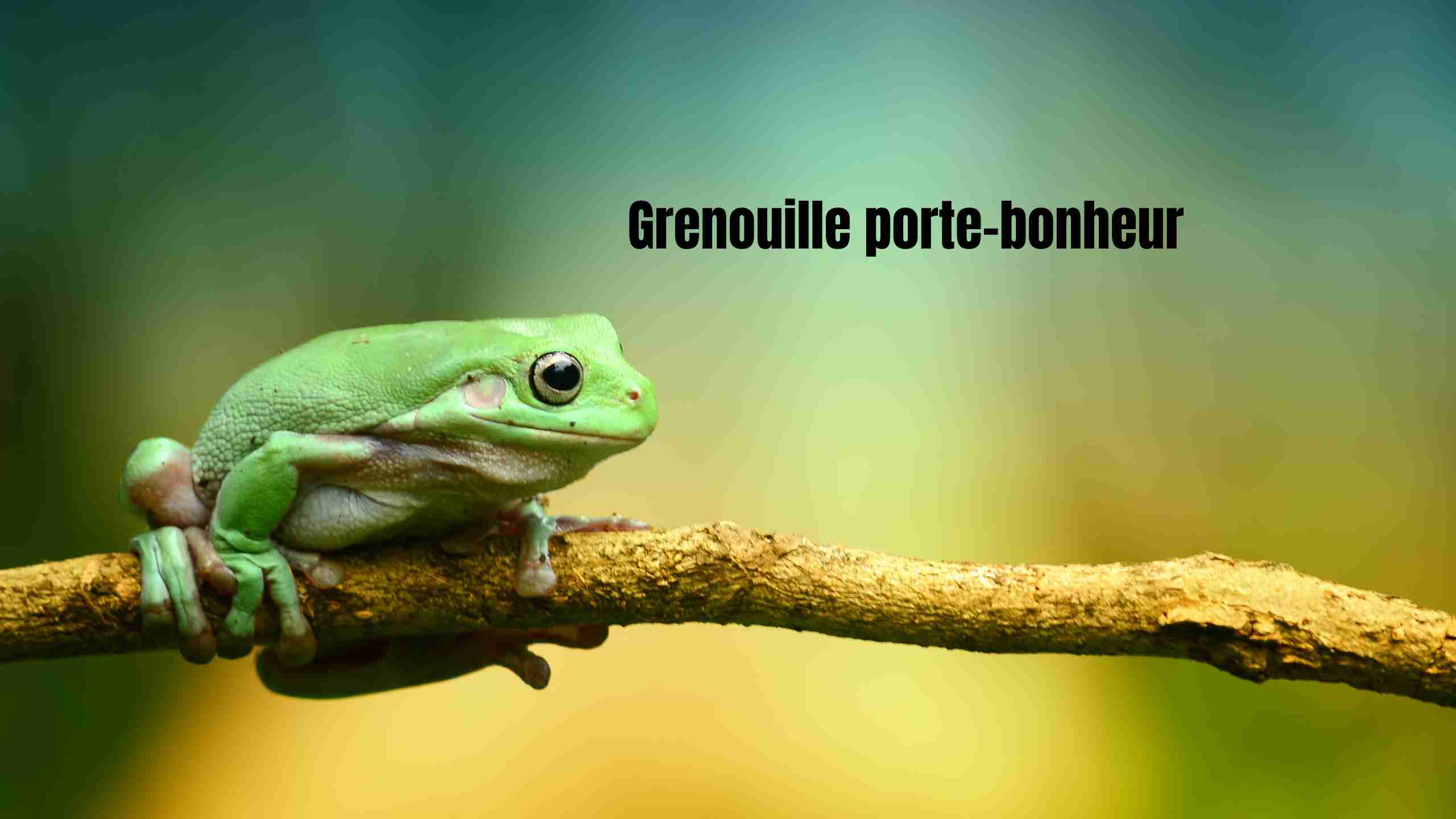 Grenouille porte-bonheur
