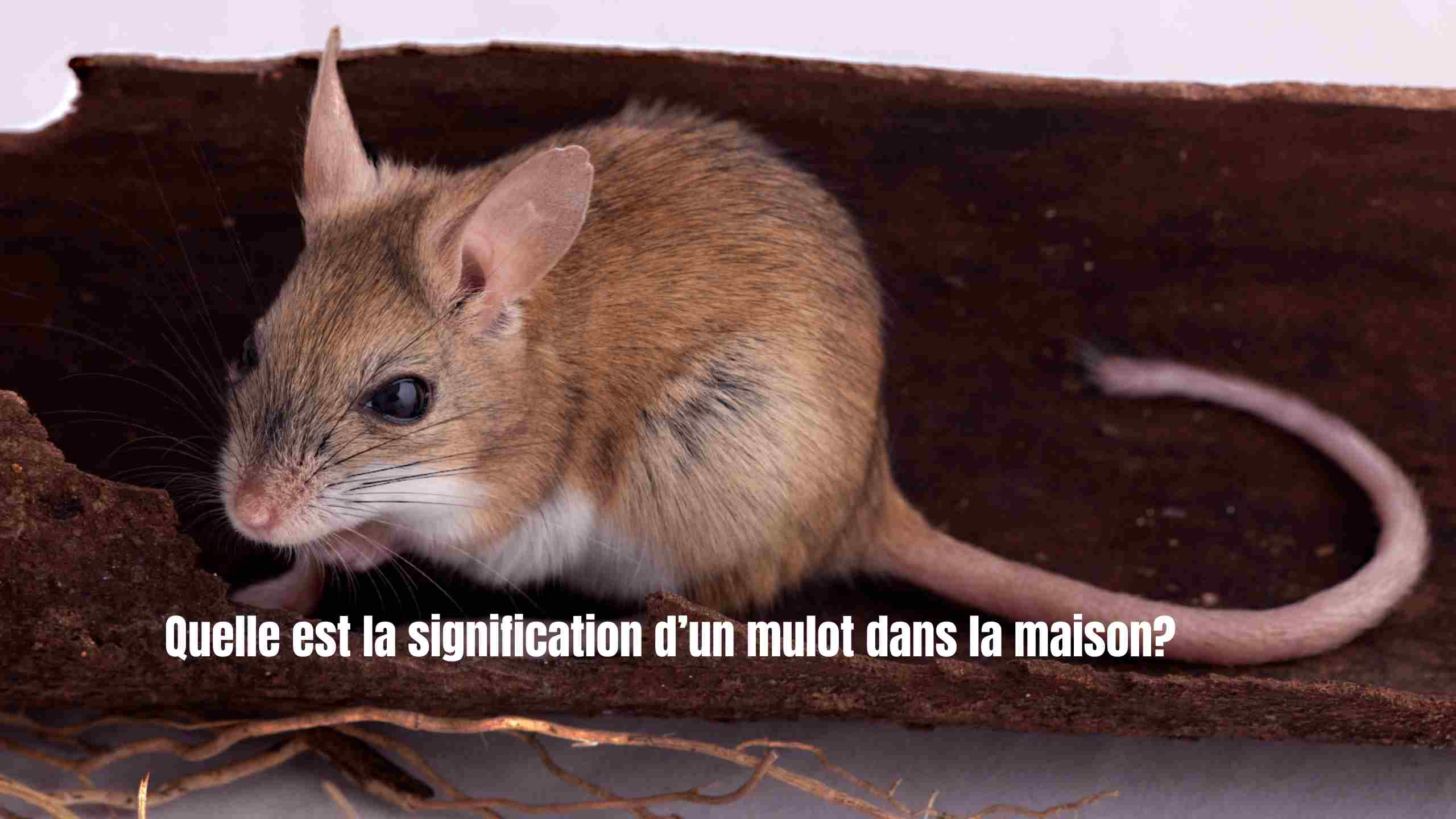 Mulot dans la maison : signification spirituelle et solutions naturelles