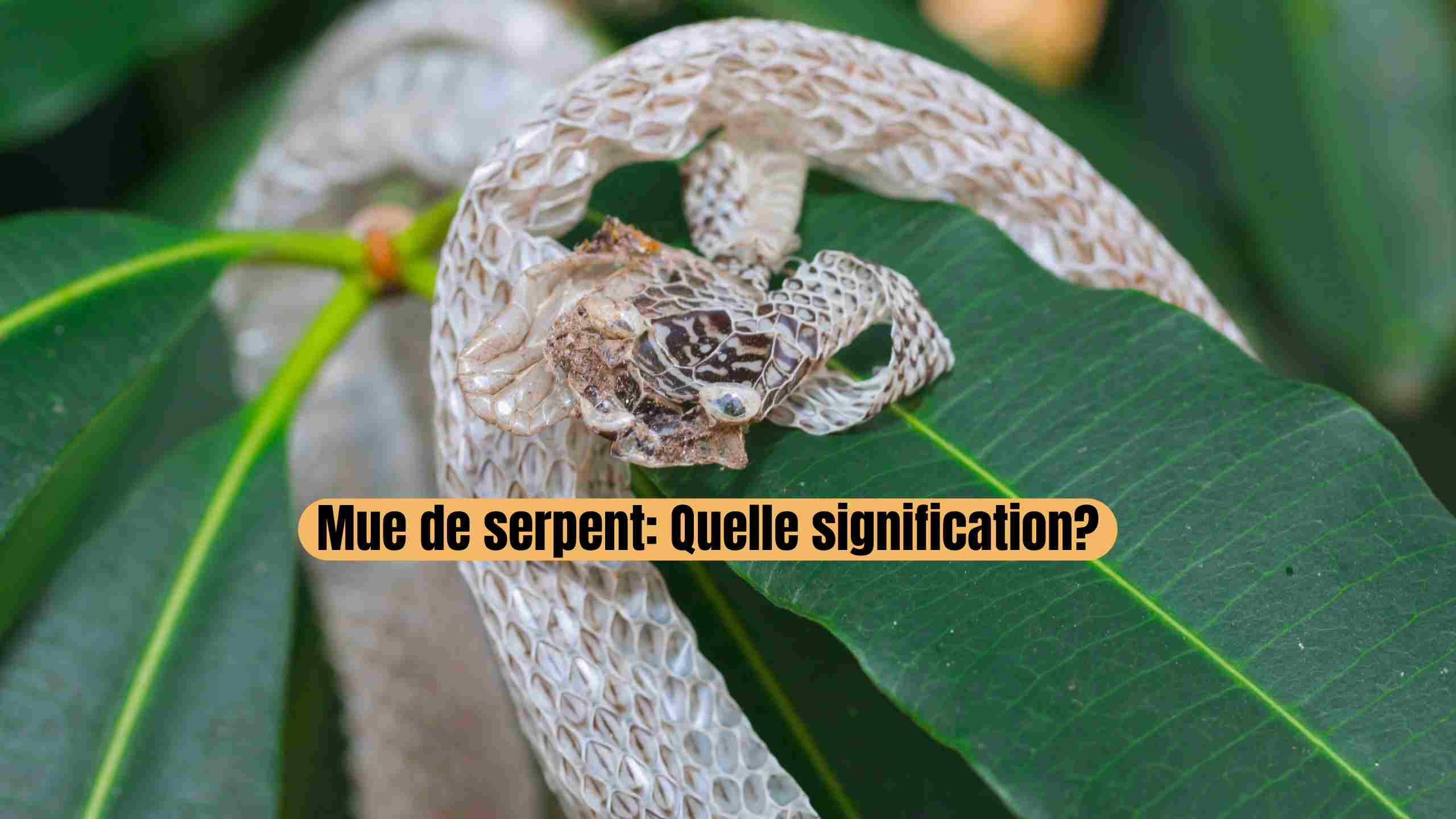 Mue de serpent : un porte-bonheur surprenant