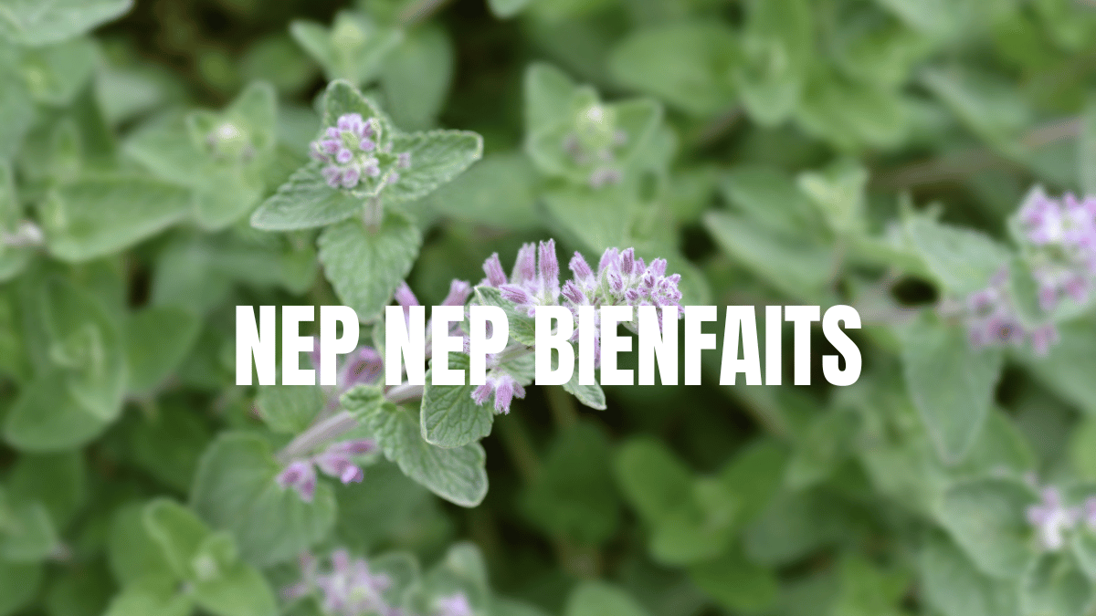 Les Bienfaits Du Nep Nep Pour La Femme