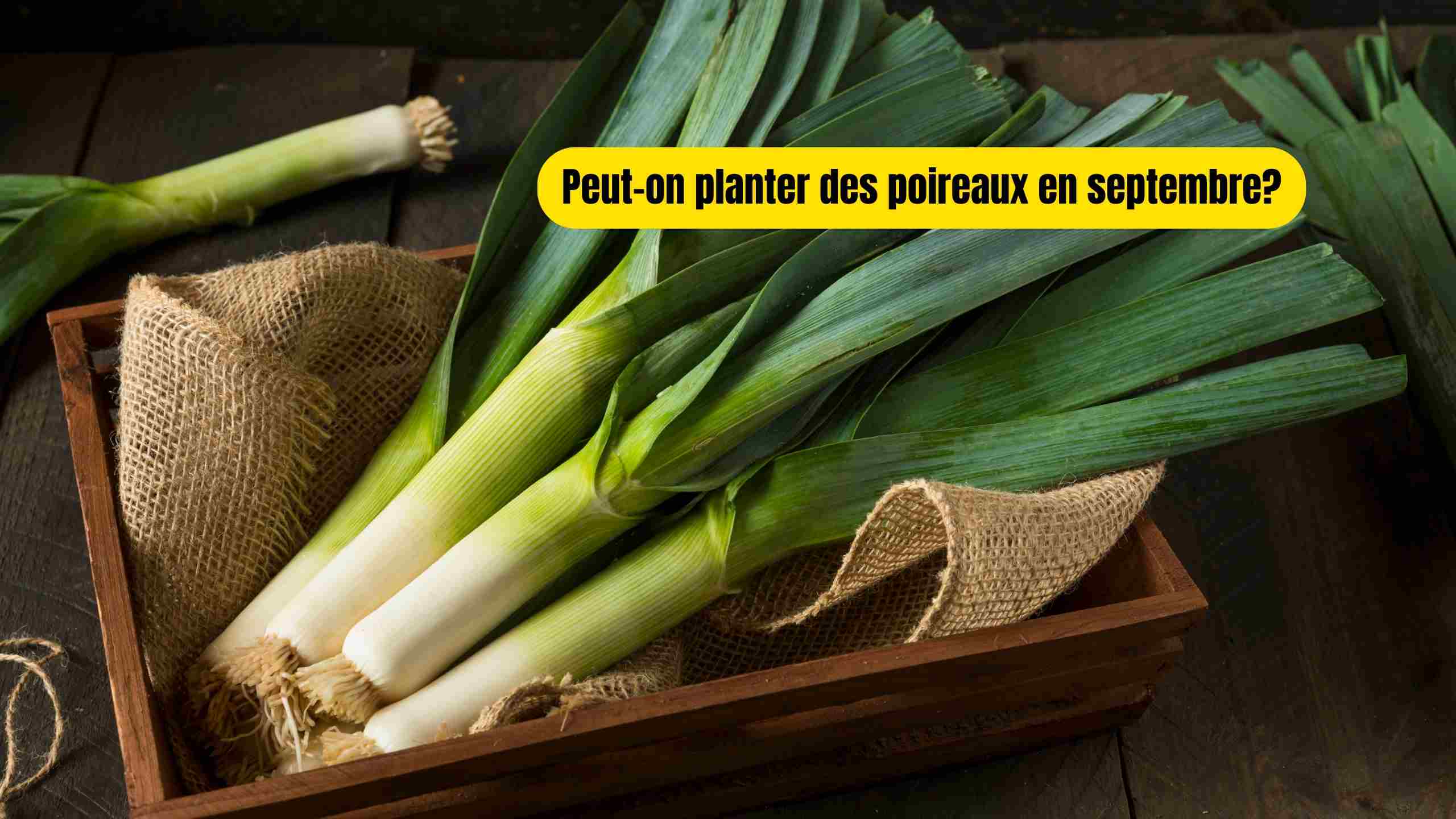 Peut-on planter des poireaux en septembre?