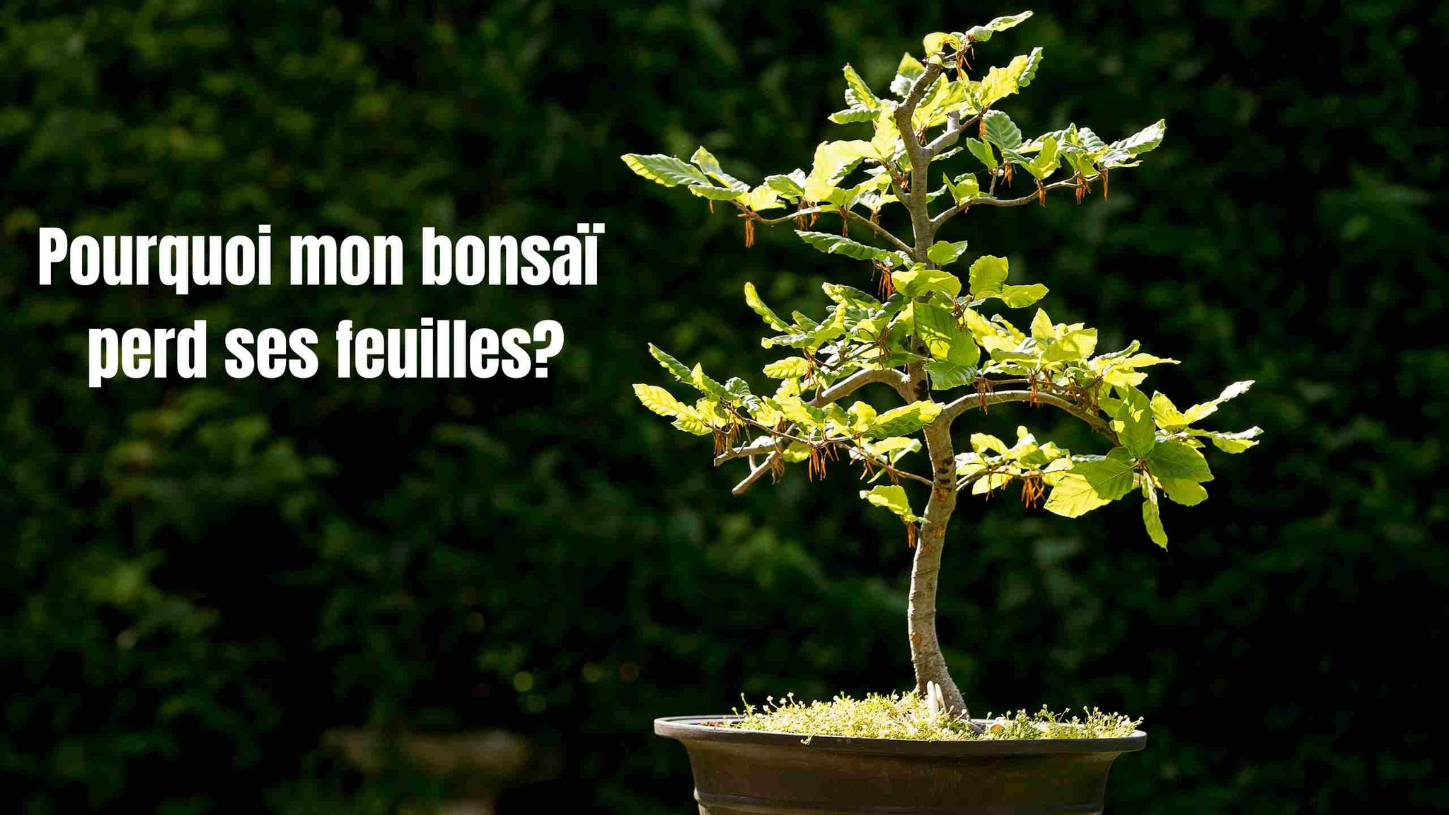 Pourquoi mon bonsaï perd ses feuilles?