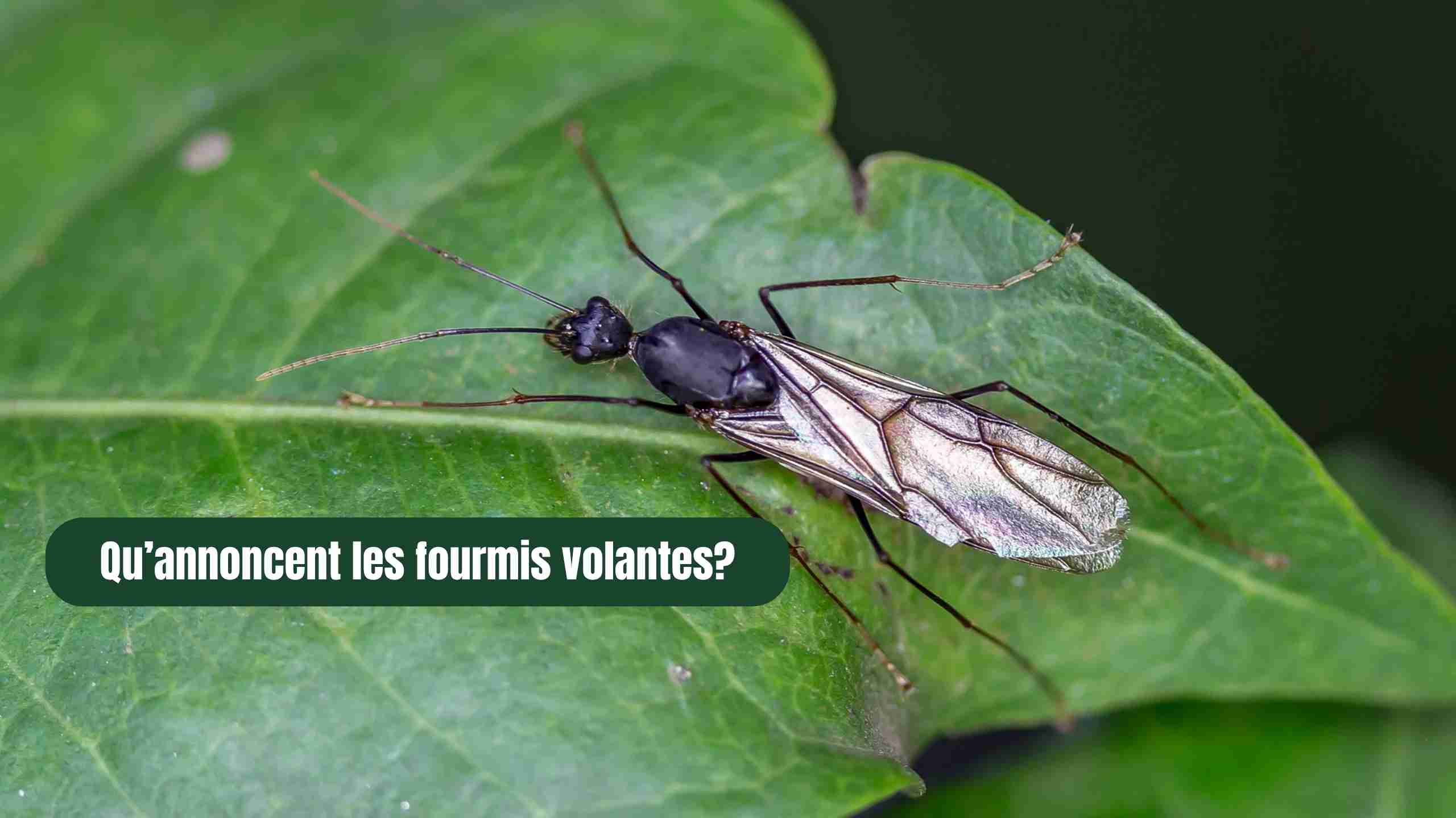 Qu’annoncent les fourmis volantes ? Signes, nid caché, message symbolique