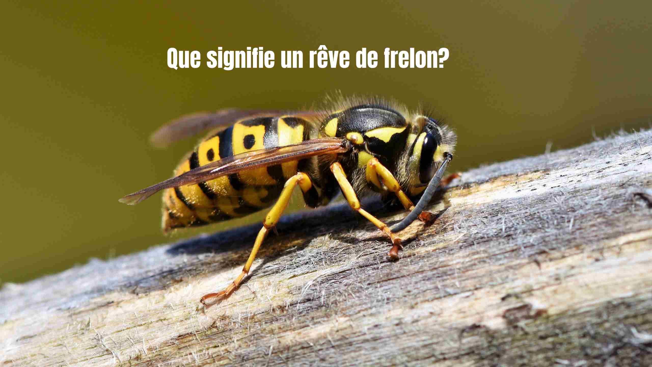 reve de frelon