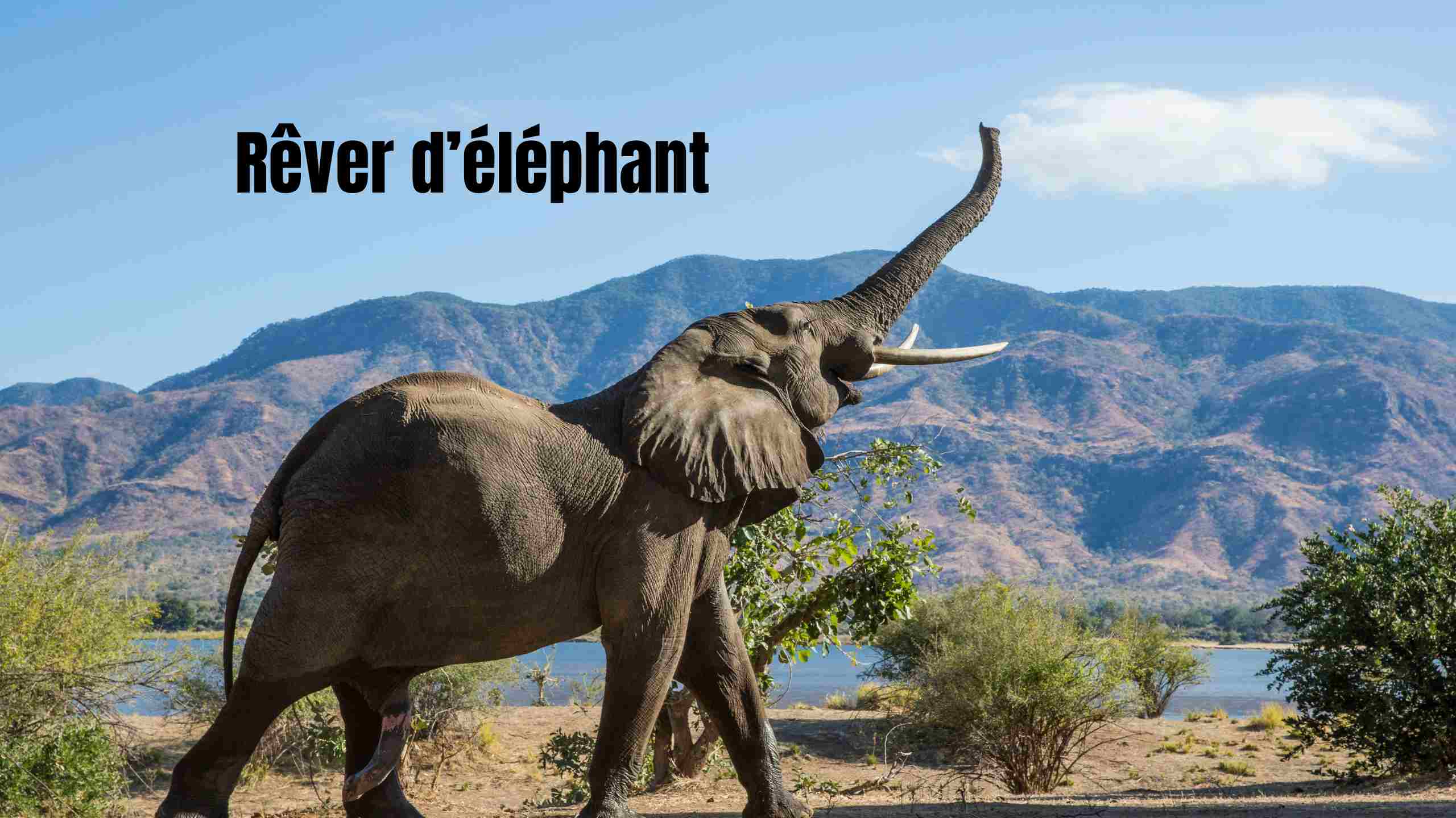 rever d'elephant