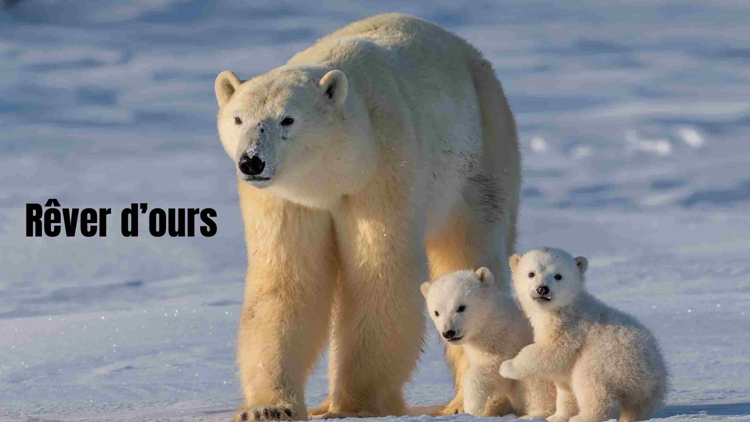 les reves d'ours