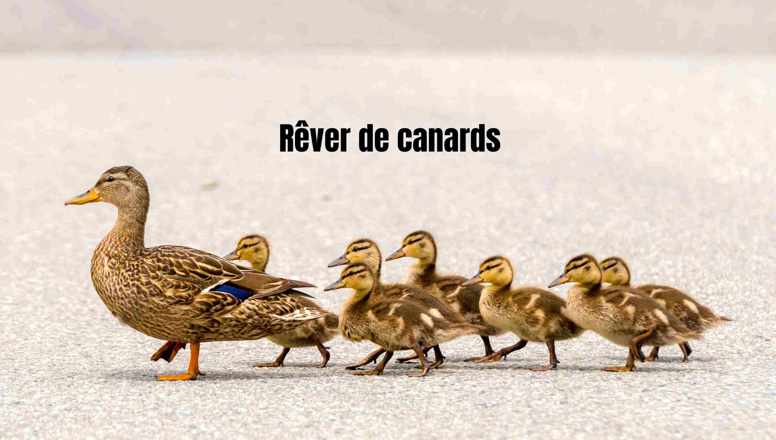 Rêver de canard : significations complètes, islam, couleurs, messages