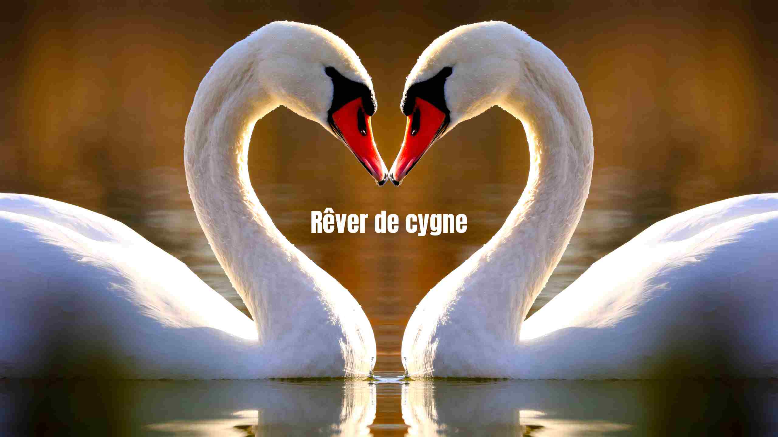 Rêve de cygne: Quelle signification spirituelle?