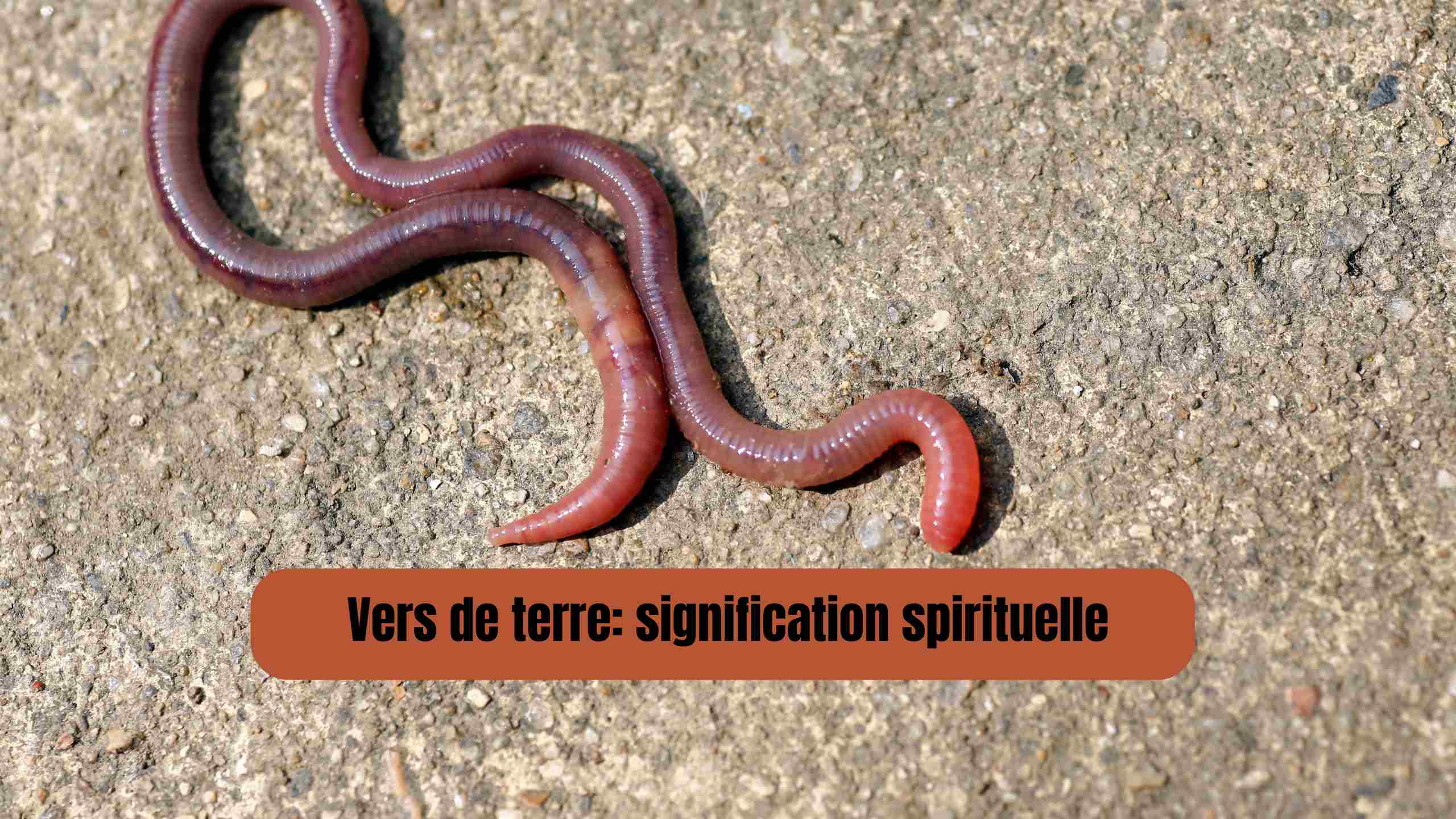 Vers de terre : signification spirituelle, symbolique et rôle dans la nature