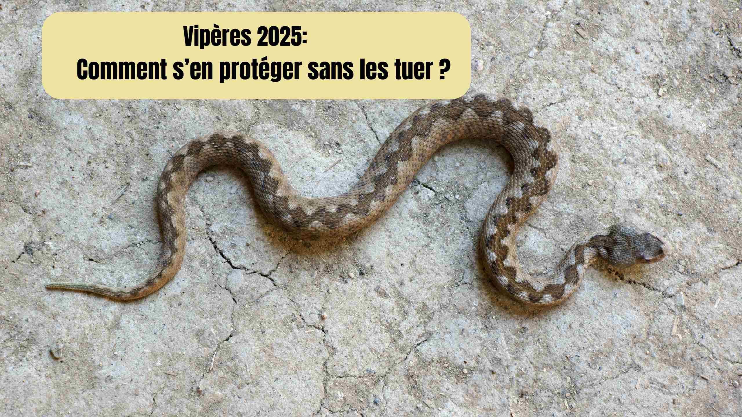 Vipères 2025 : comment s’en protéger sans les tuer ? Astuces et répulsifs