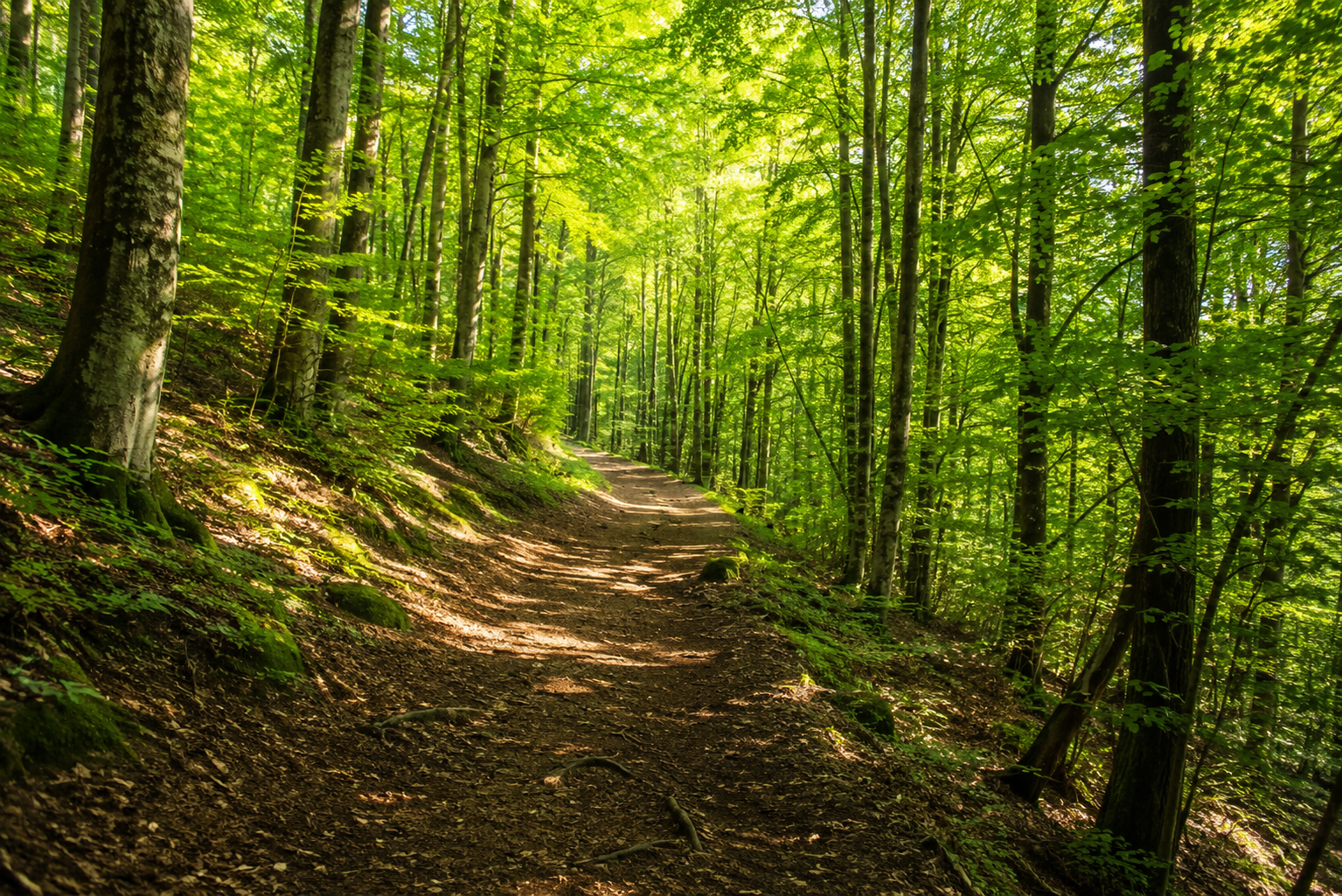 Bain de forêt Shinrin Yoku : pourquoi cette pratique japonaise apaise le corps et l'esprit ?