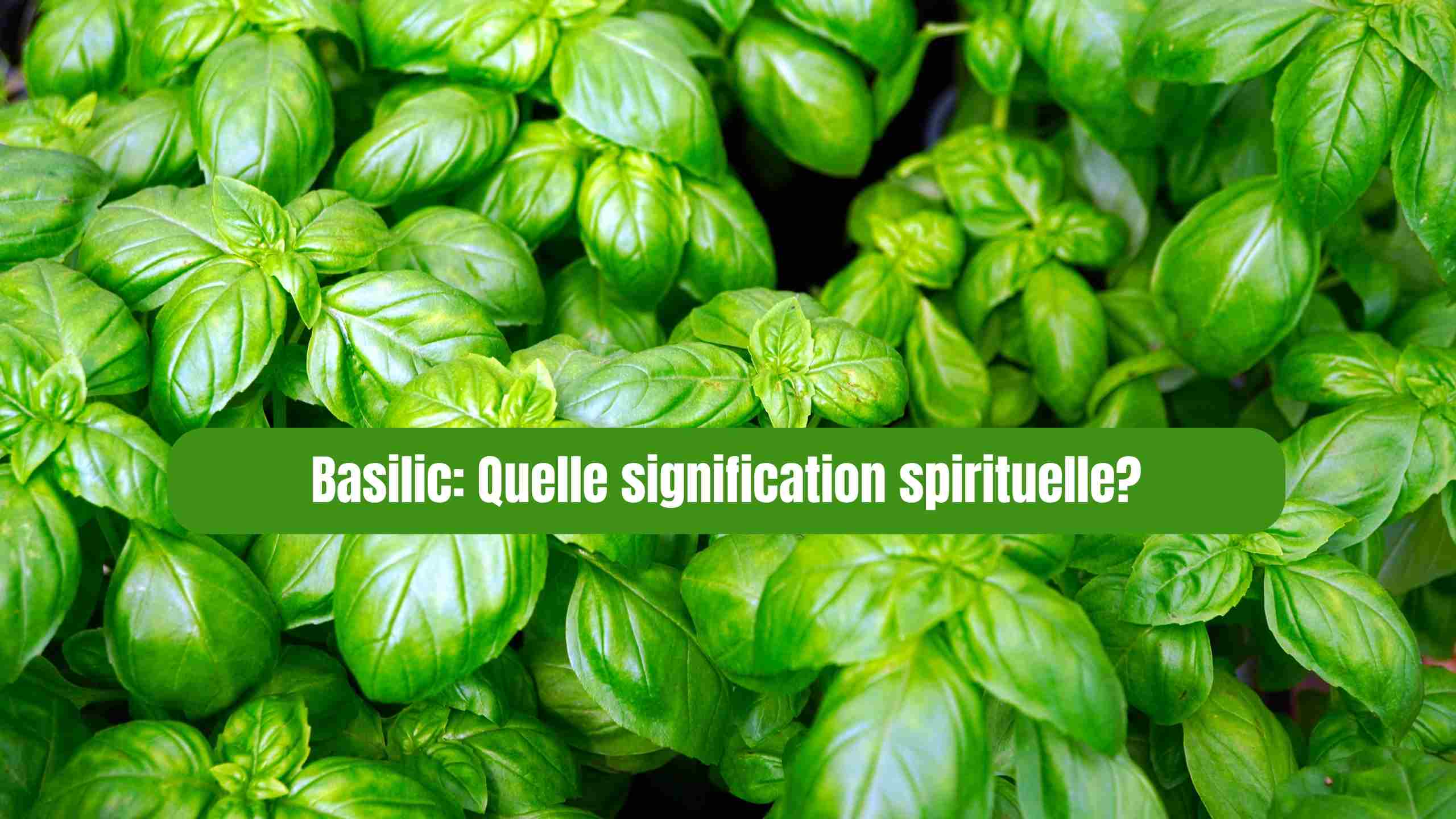 Basilic : signification spirituelle, symbolique et interprétation des rêves