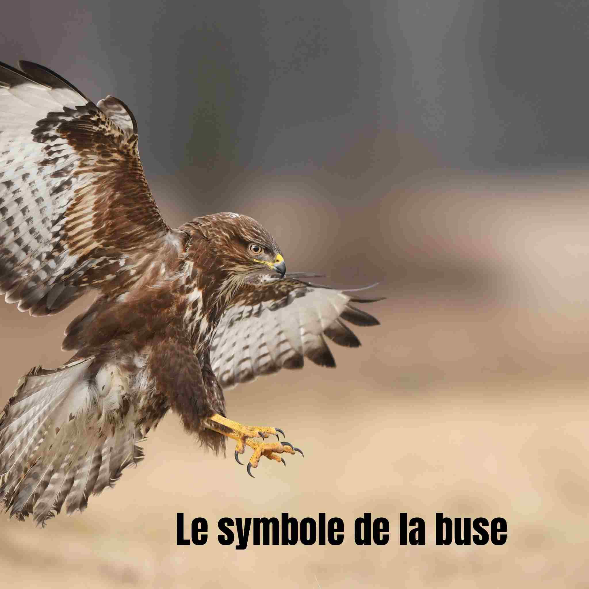 La buse : symbole, spiritualité et messages cachés du ciel