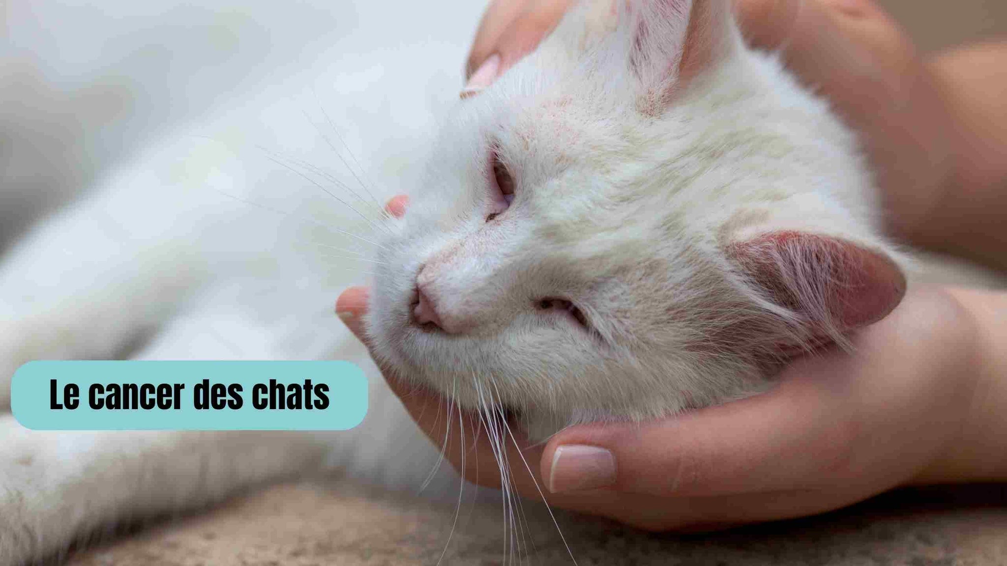 Cancer chez les chats témoignages, symptômes et traitements — free download