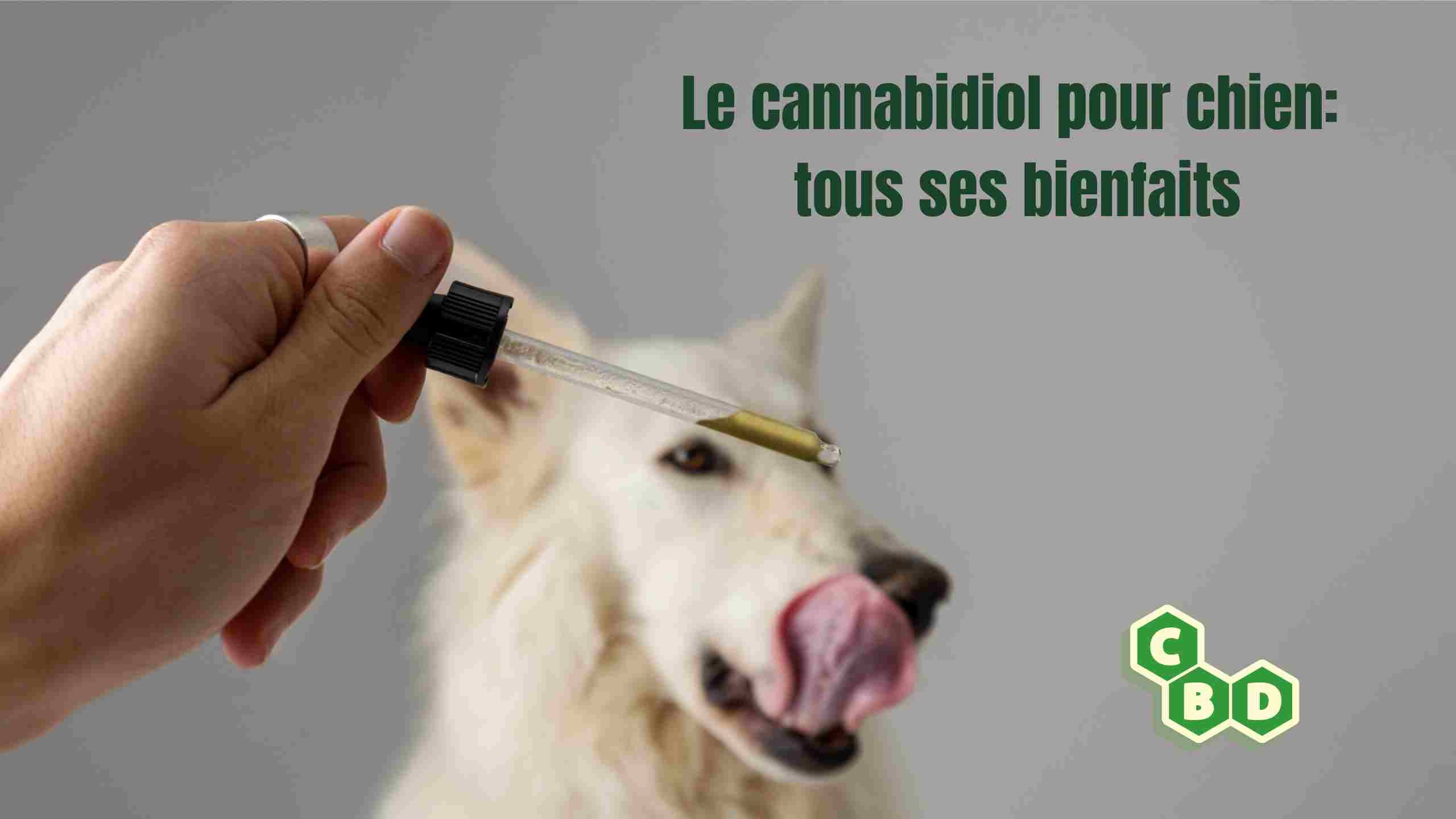 cannabidiol pour chien