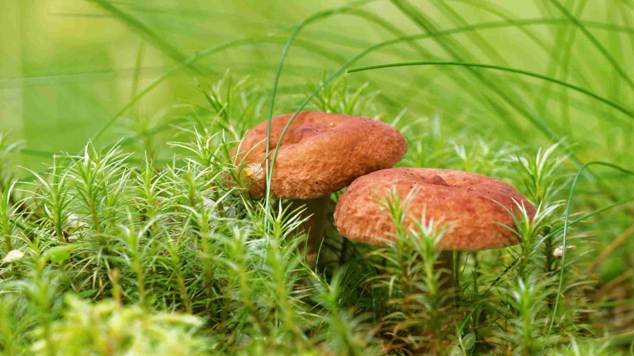 champignon safran