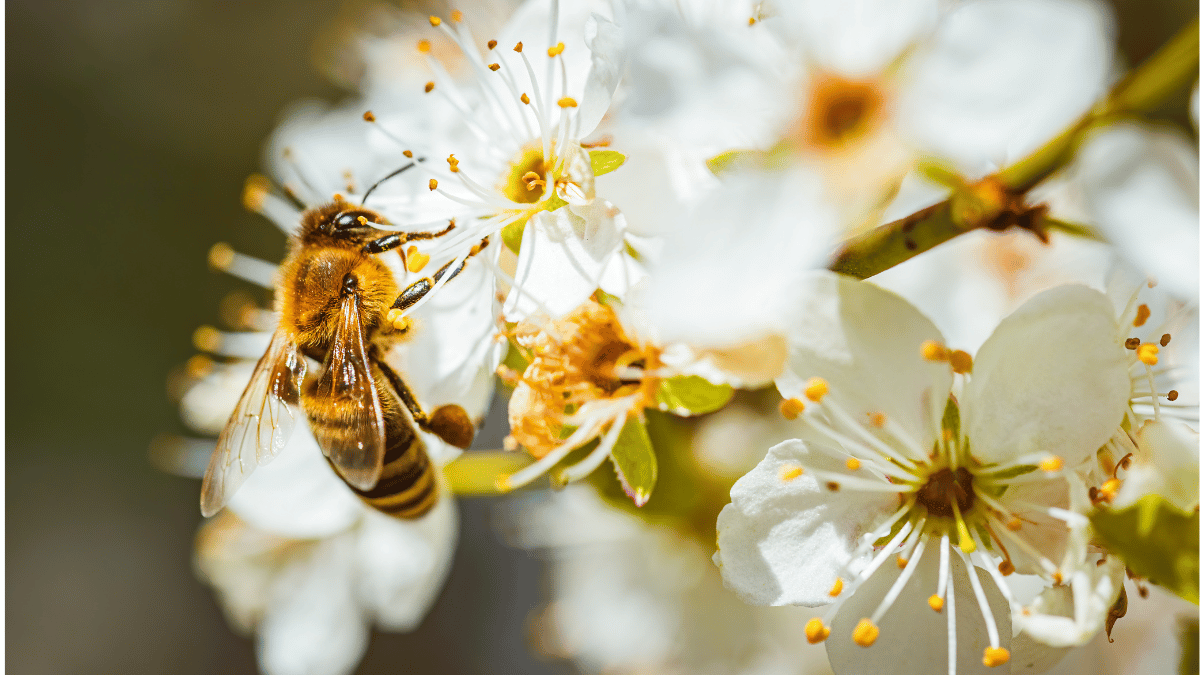 Combien de temps vit une abeille?