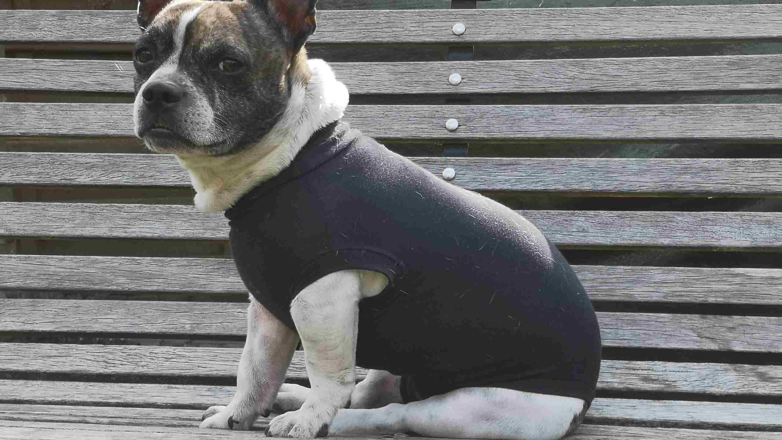 Comment faire un body pour chien avec un tee-shirt?