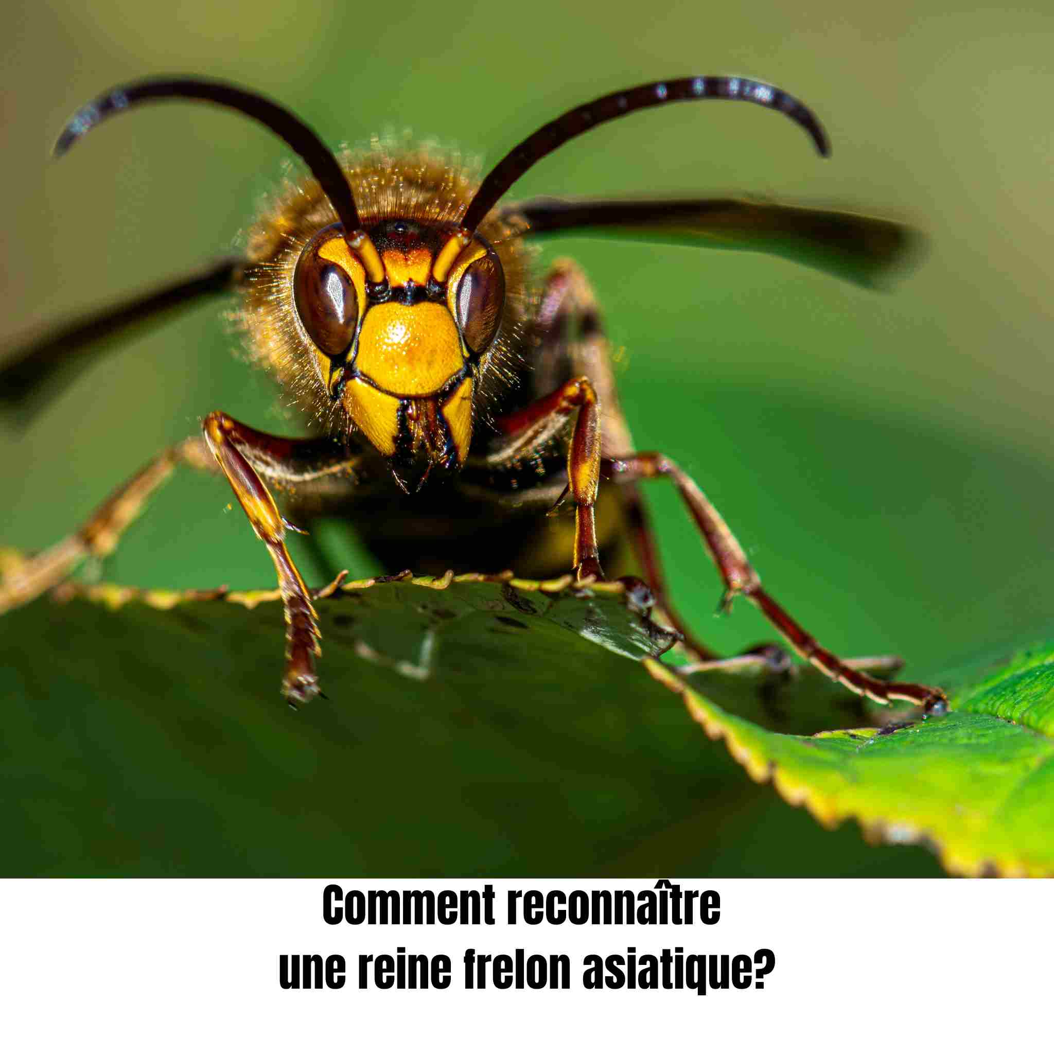 Comment reconnaître une reine frelon asiatique : signes, dangers et que faire