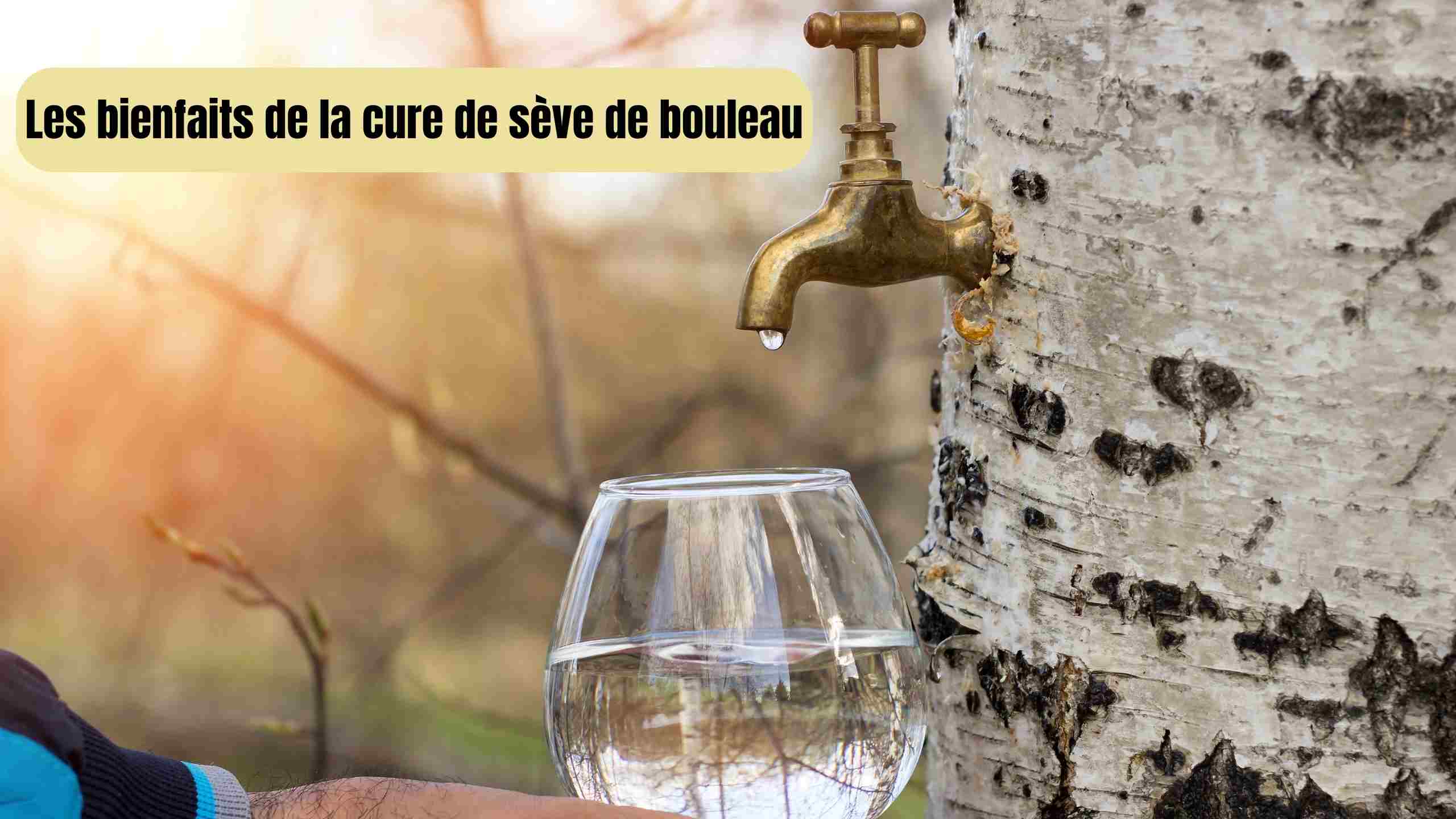 cure de seve de bouleau