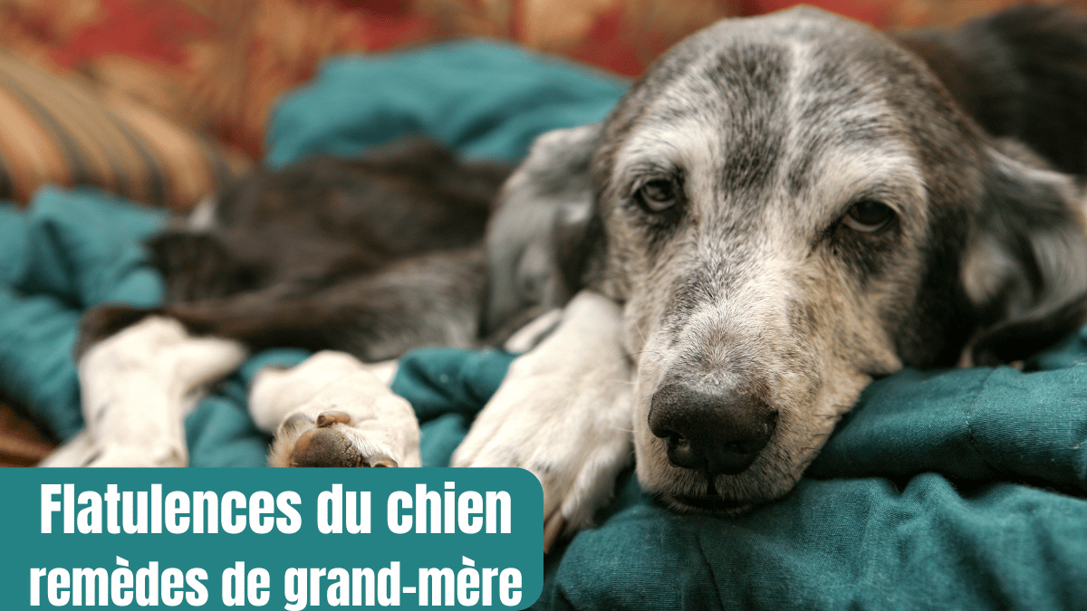 flatulences chien remedes de grand-mere