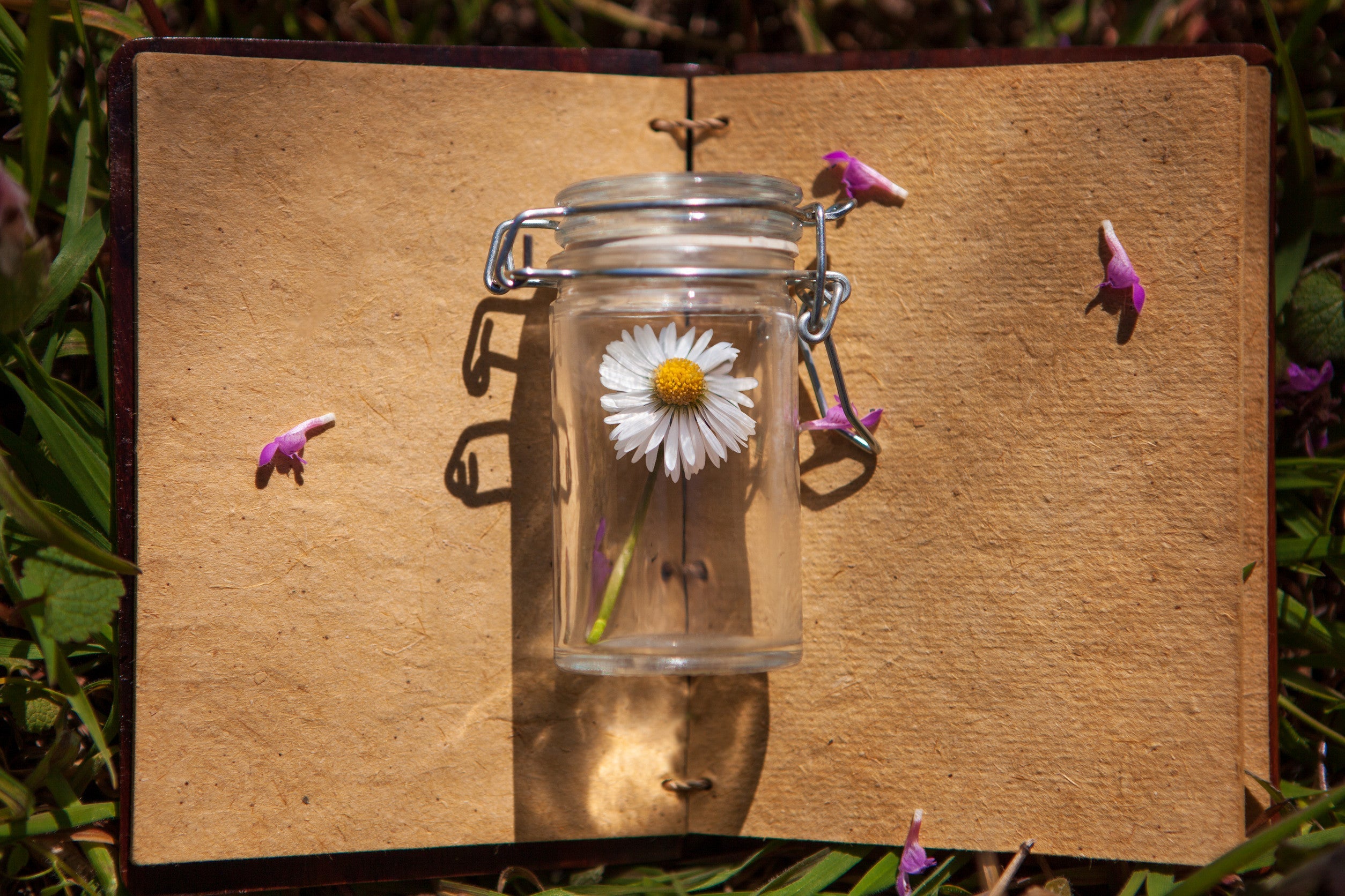 Fleurs de Bach pour Maigrir : Témoignages et Bienfaits Émotionnels poids