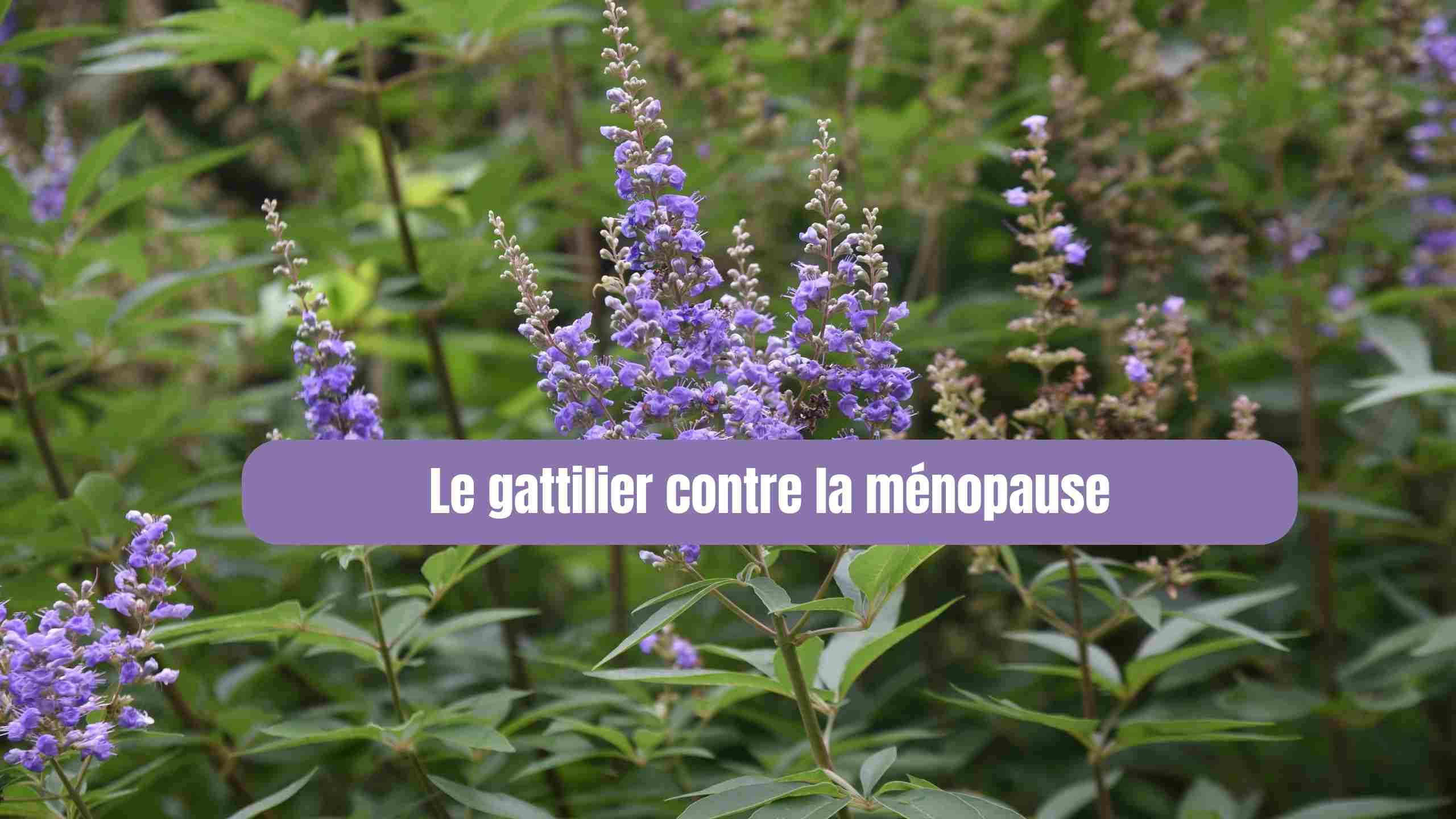 Le gattilier et la ménopause : un duo qui fait du bien