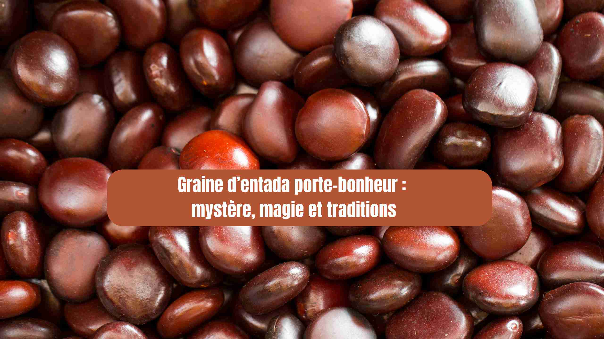 Graine d’entada porte-bonheur : mystère, magie et traditions