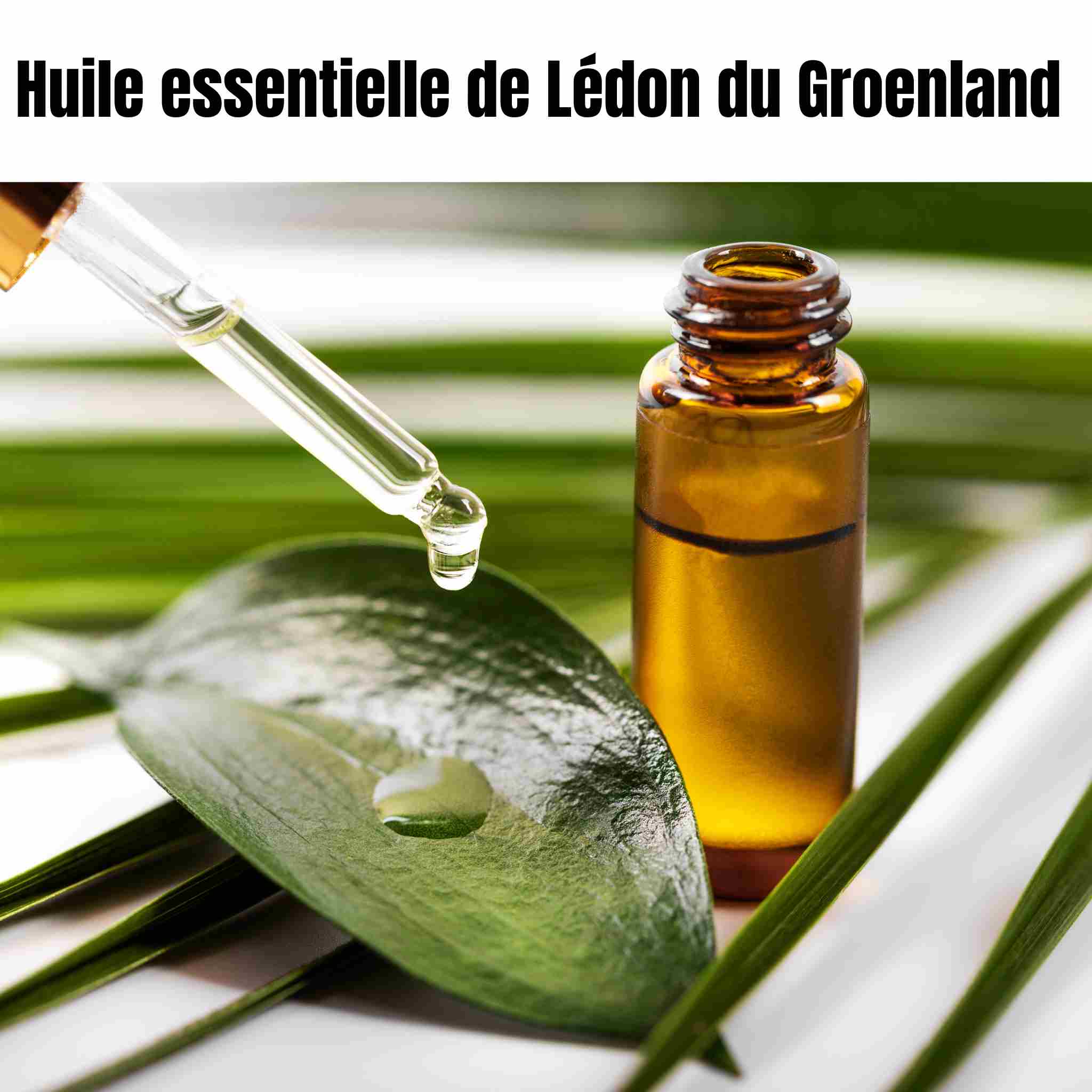 Huile essentielle de Lédon du Groenland : bienfaits, usages, précautions