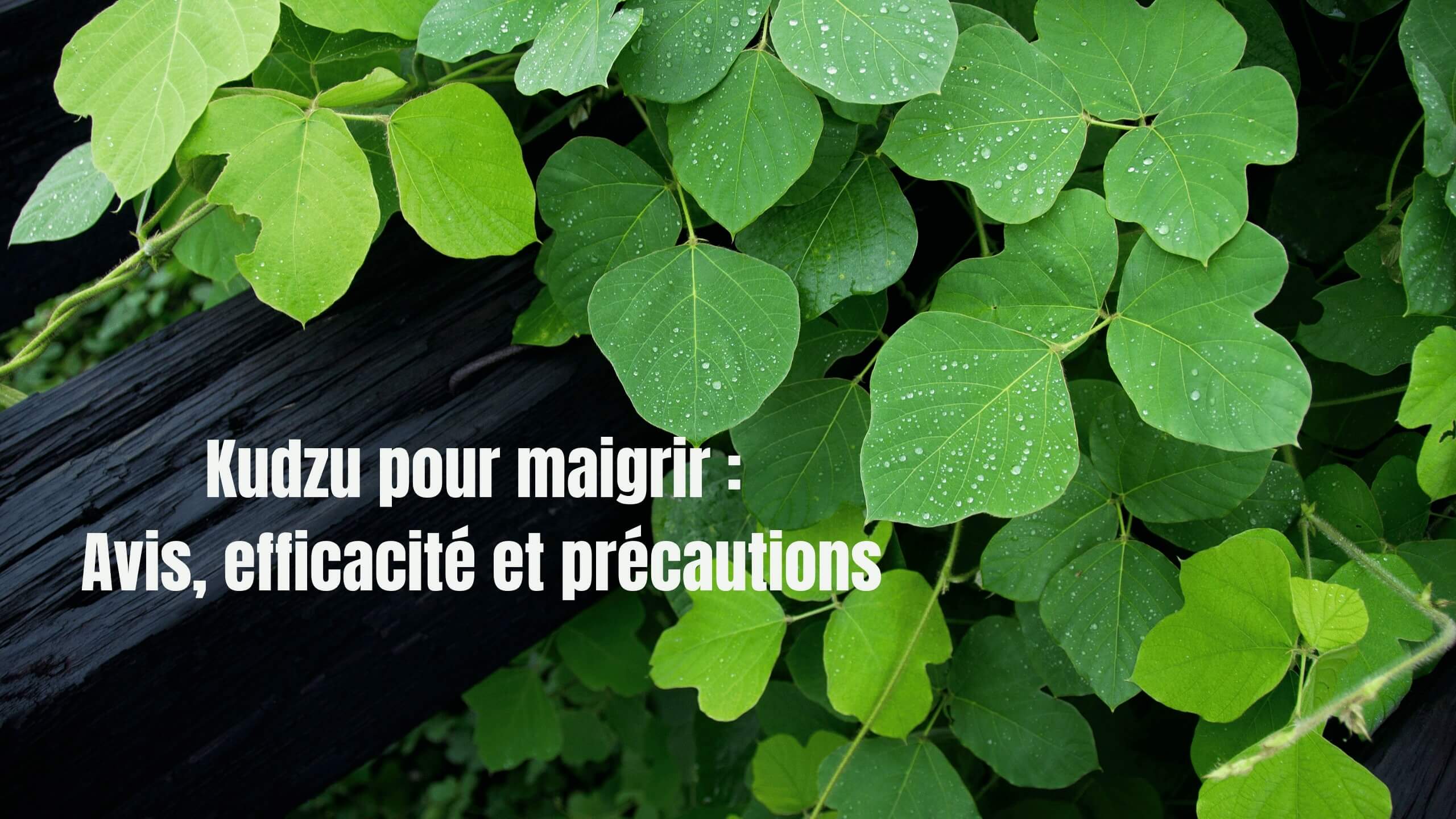 Kudzu pour Maigrir : Avis, Efficacité et Précautions