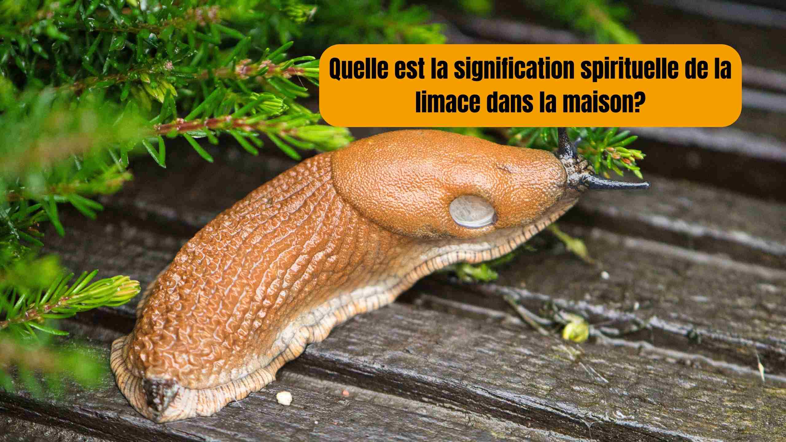 limace dans la maison signification spirituelle