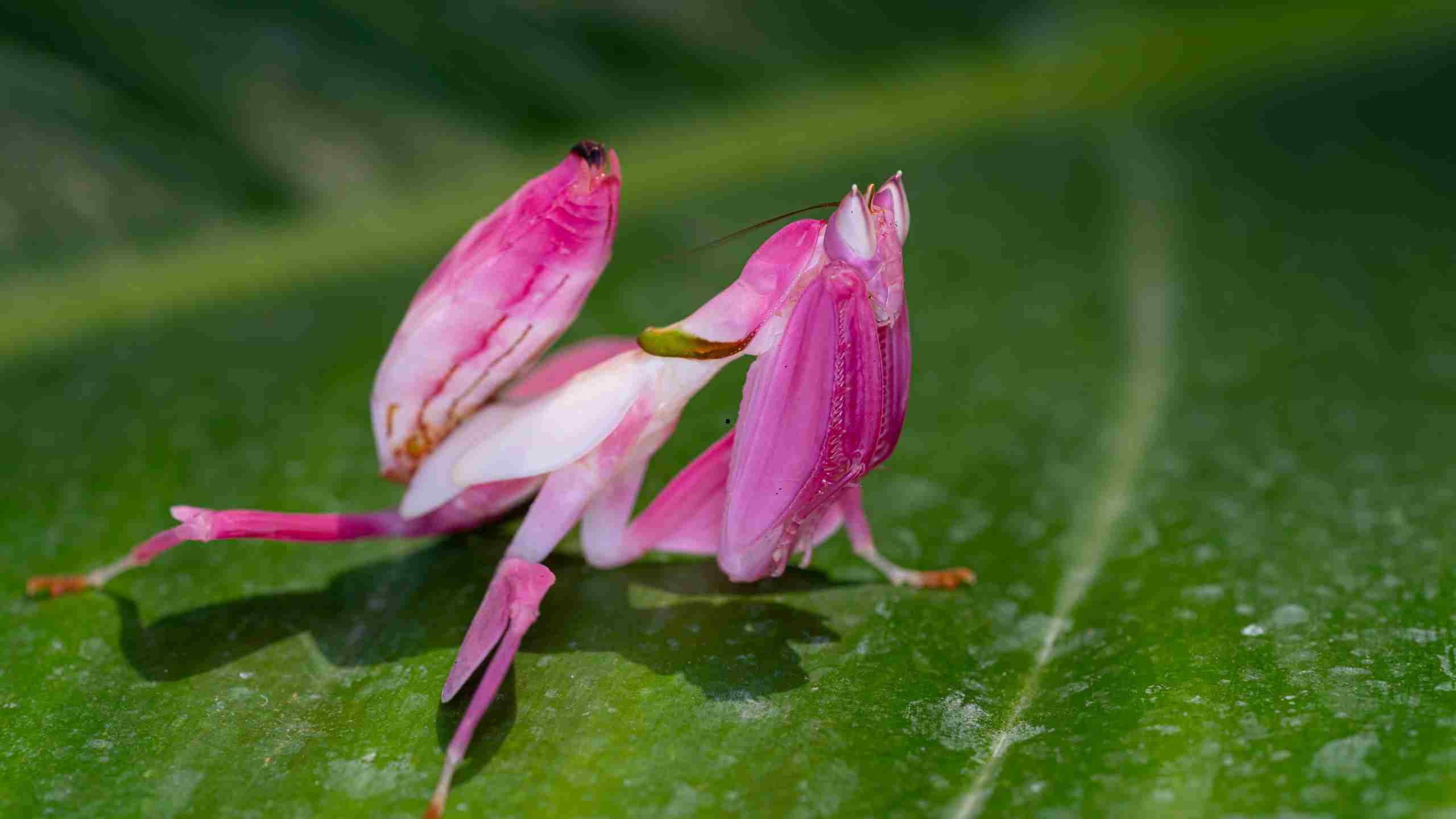 mante religieuse orchidée