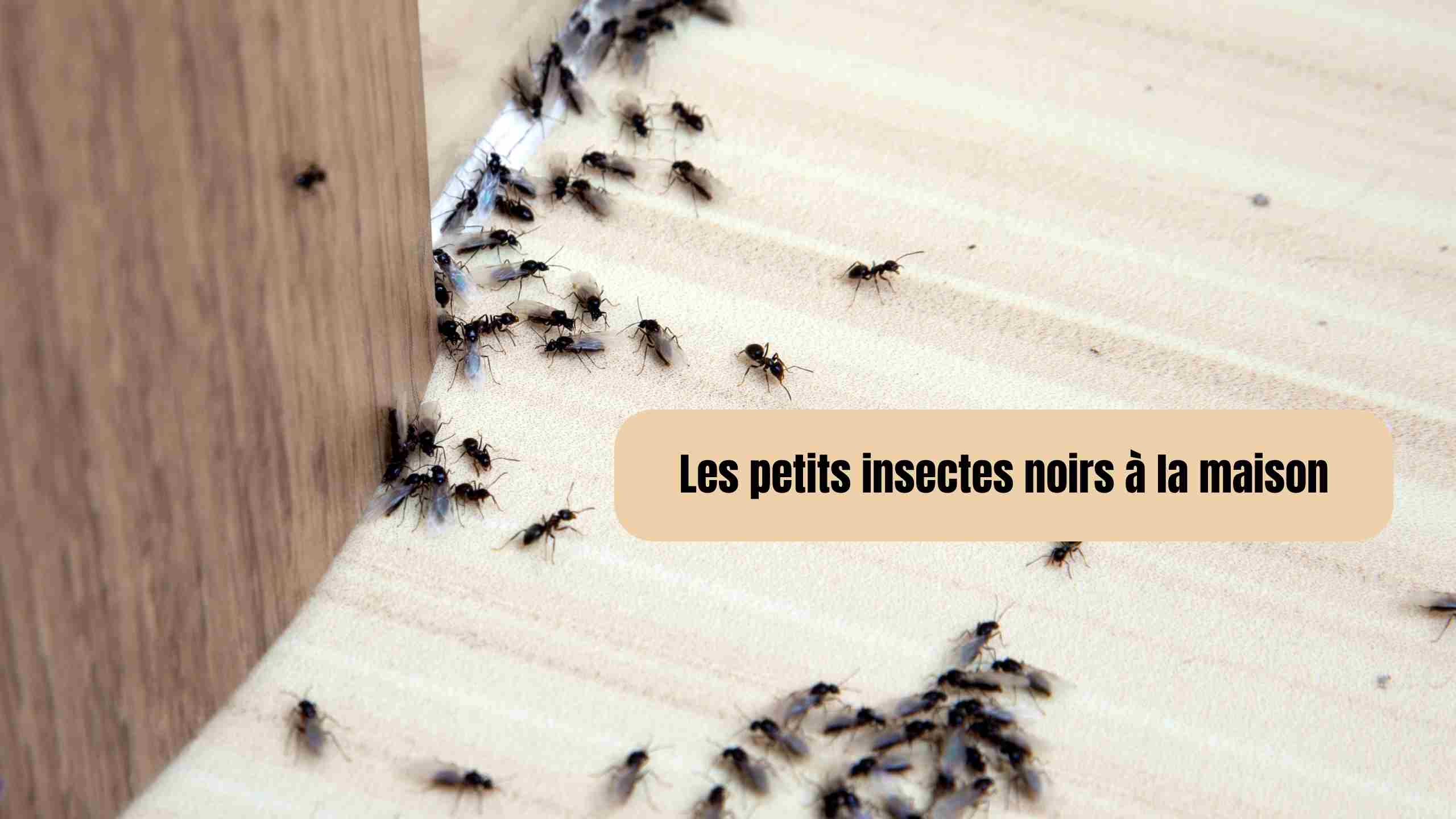 Petits insectes noirs à la maison : causes, solutions et significations