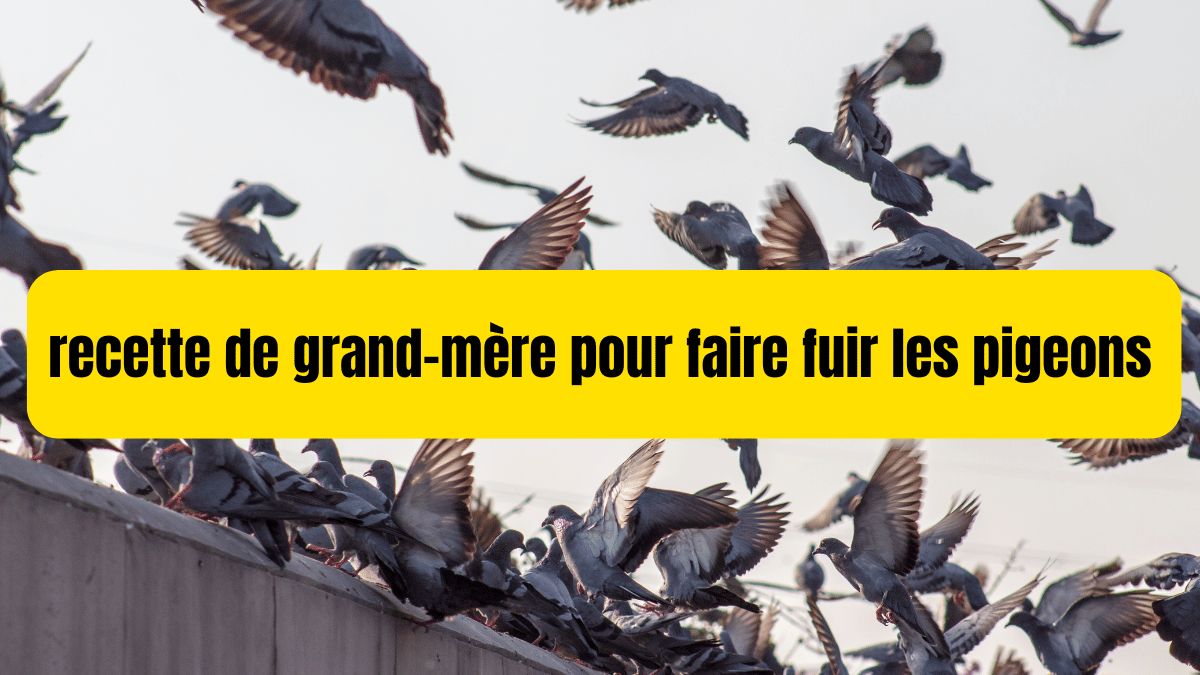 Recette de grand-mère pour faire fuir les pigeons