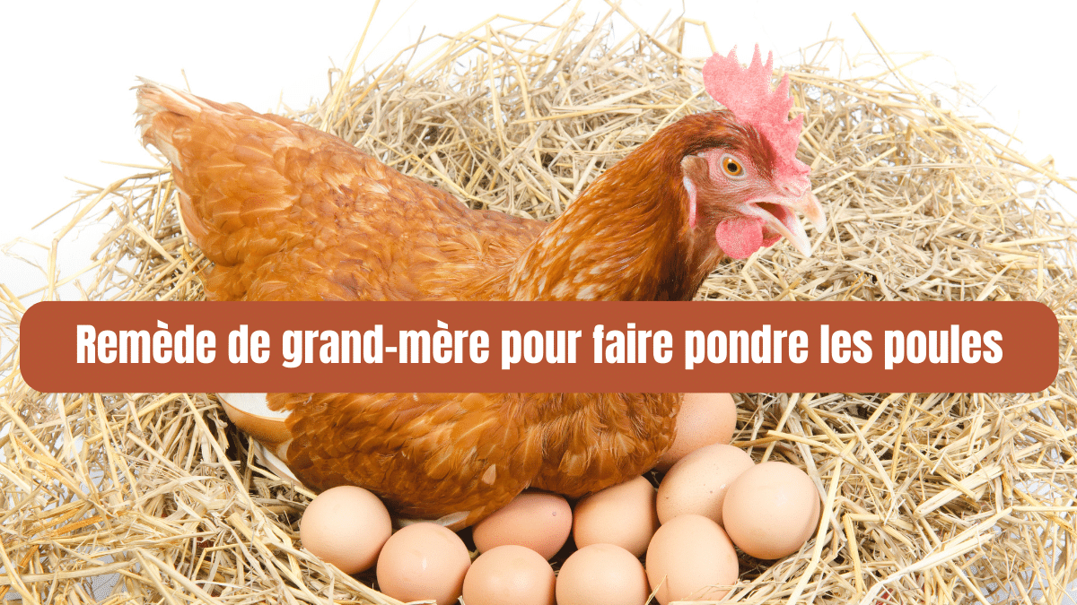 remède de grand-mère pour faire pondre les poules