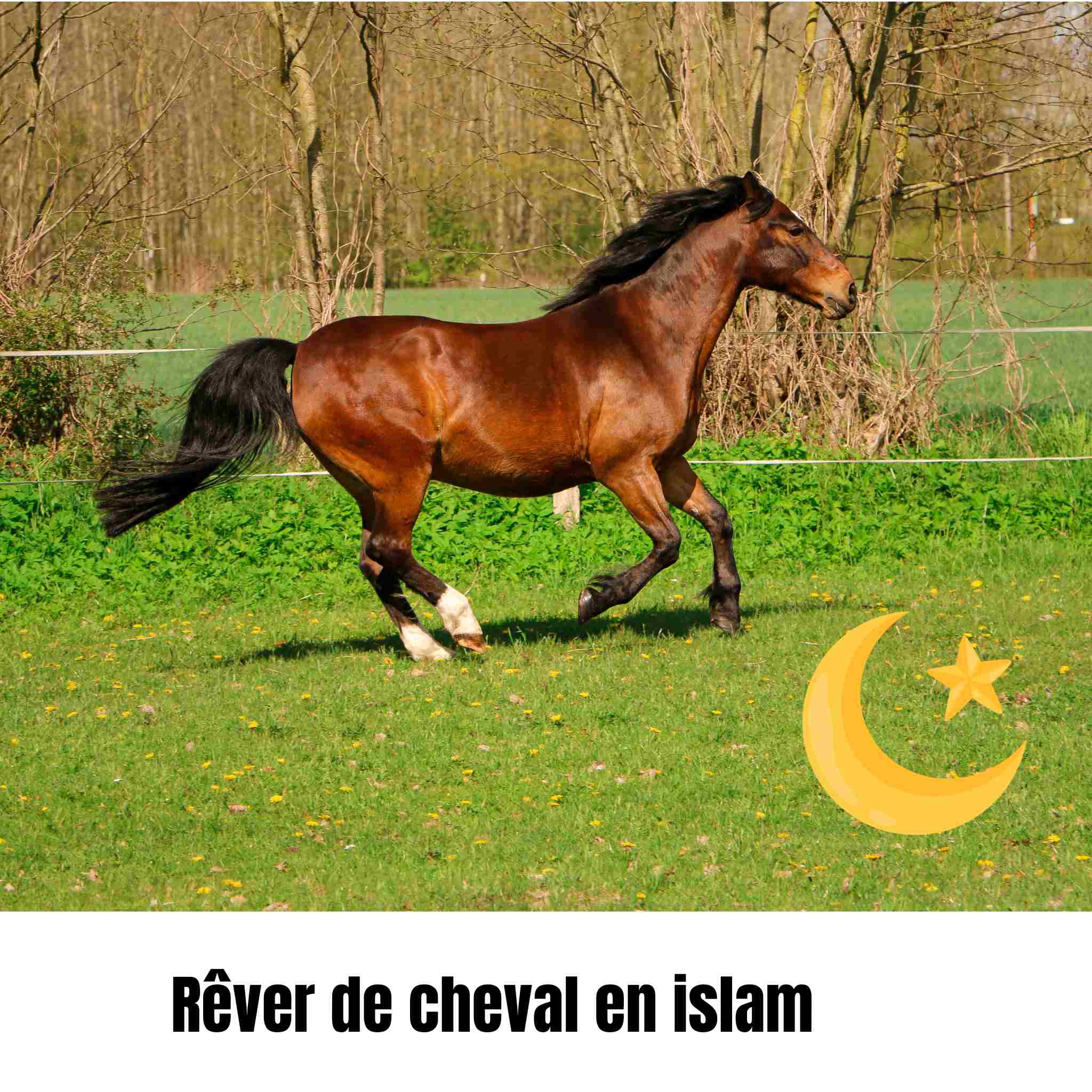 Rêver de cheval en islam : message caché ou simple image?