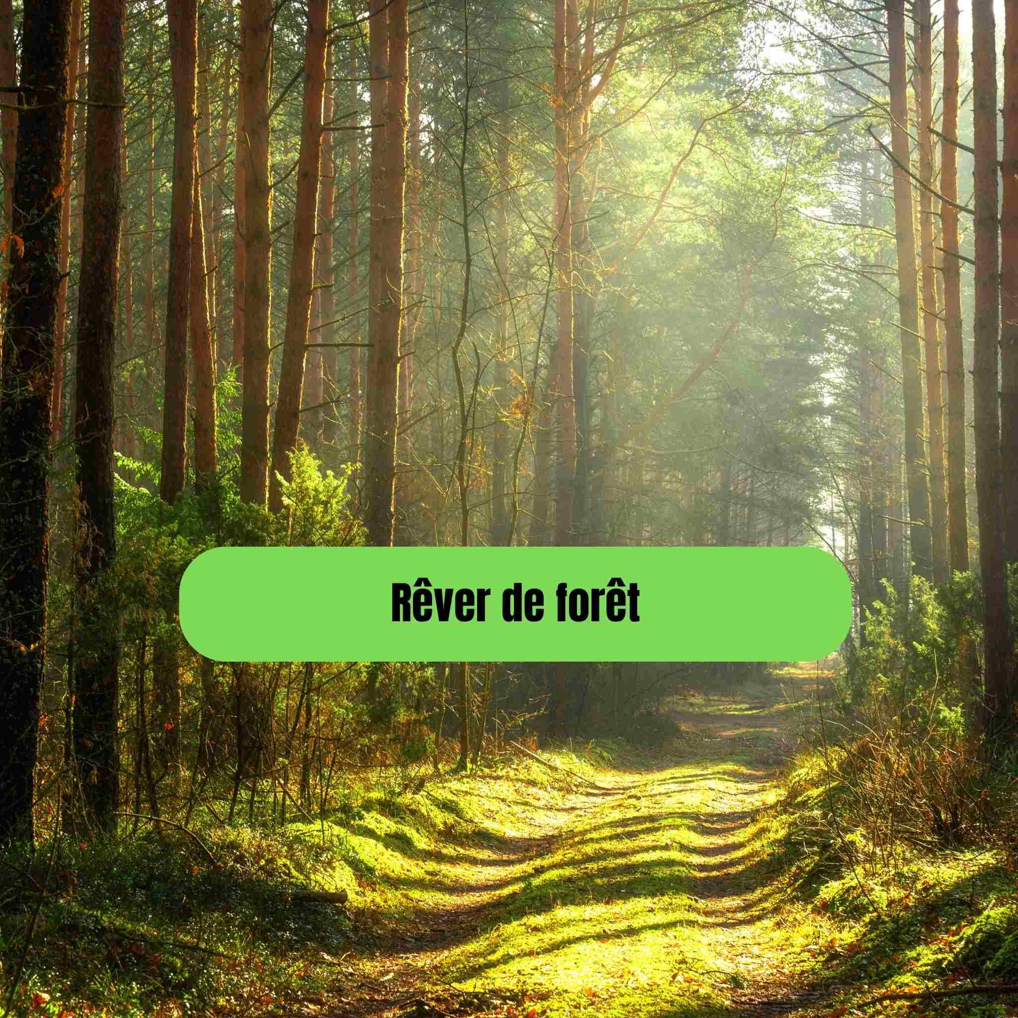 Rêver de forêt : sens caché, symboles et interprétations spirituelles