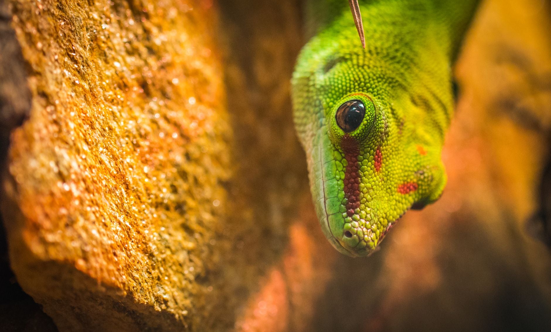 Rêver de gecko : signification, symbolique et message astrologique