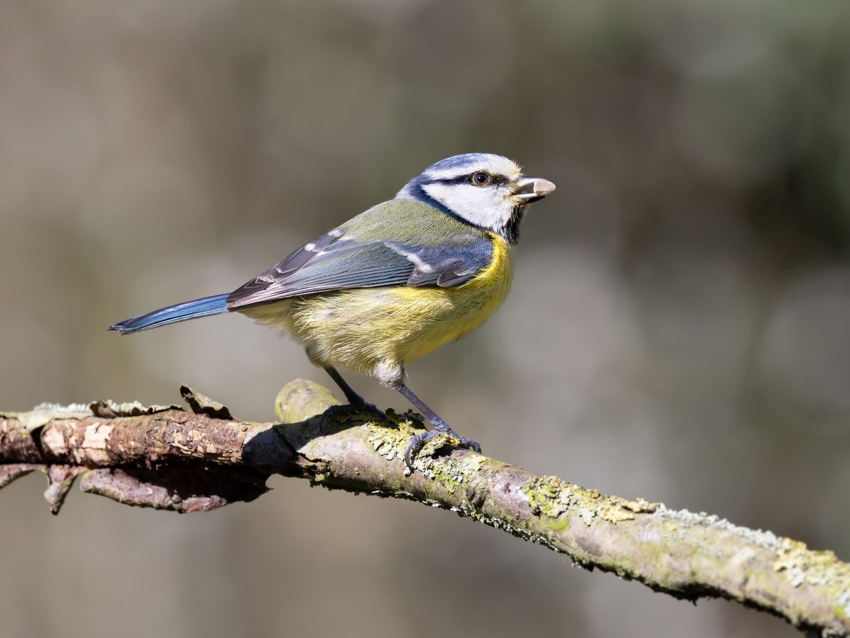 Rêver de mésange : signification, symbolique et interprétation