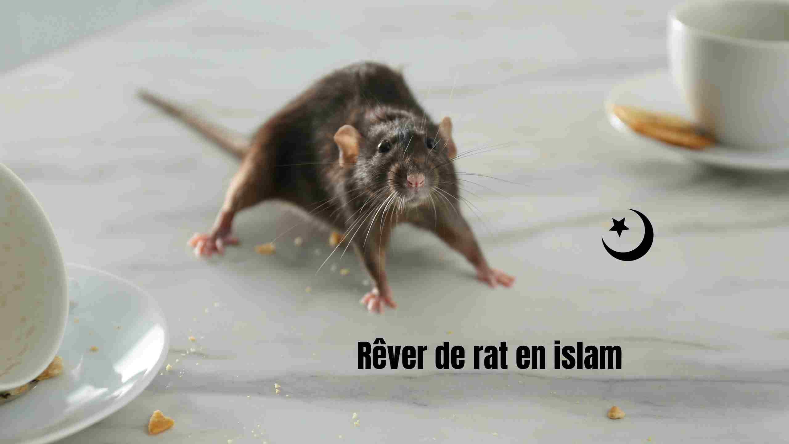 rever de rat en islam