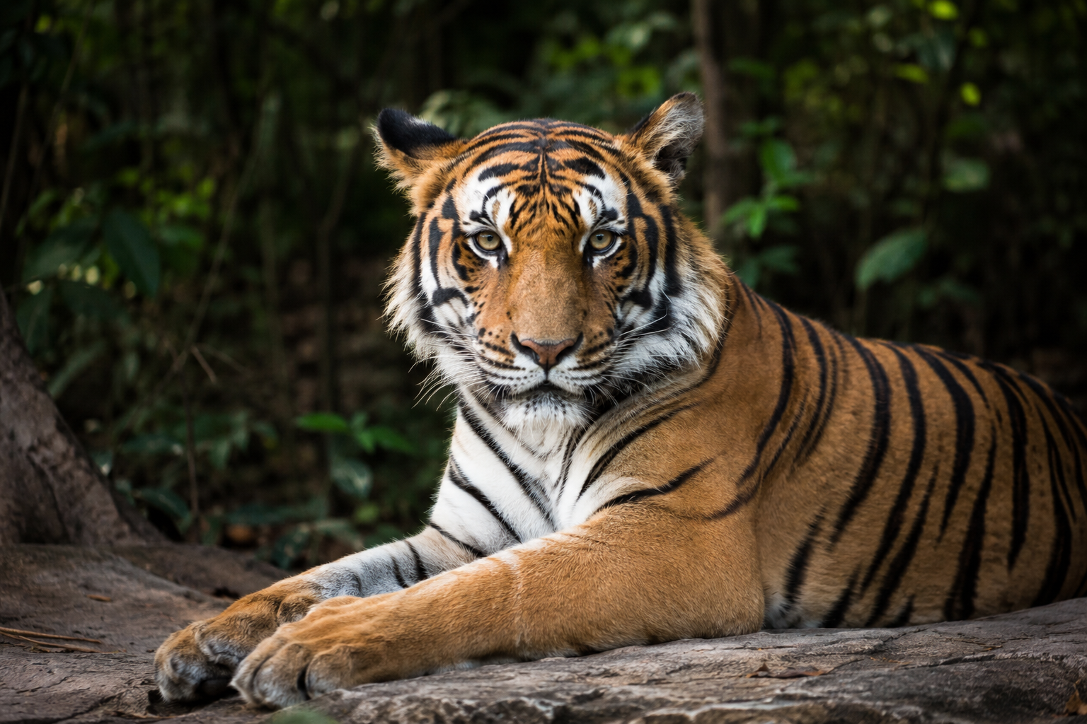Rêver de tigre en islam : quelle signification spirituelle et symbolique ?