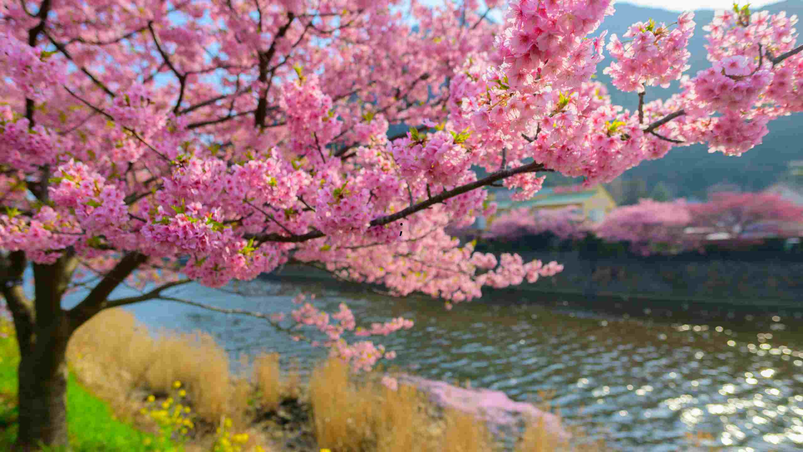 Rituel de purification du cerisier sacré