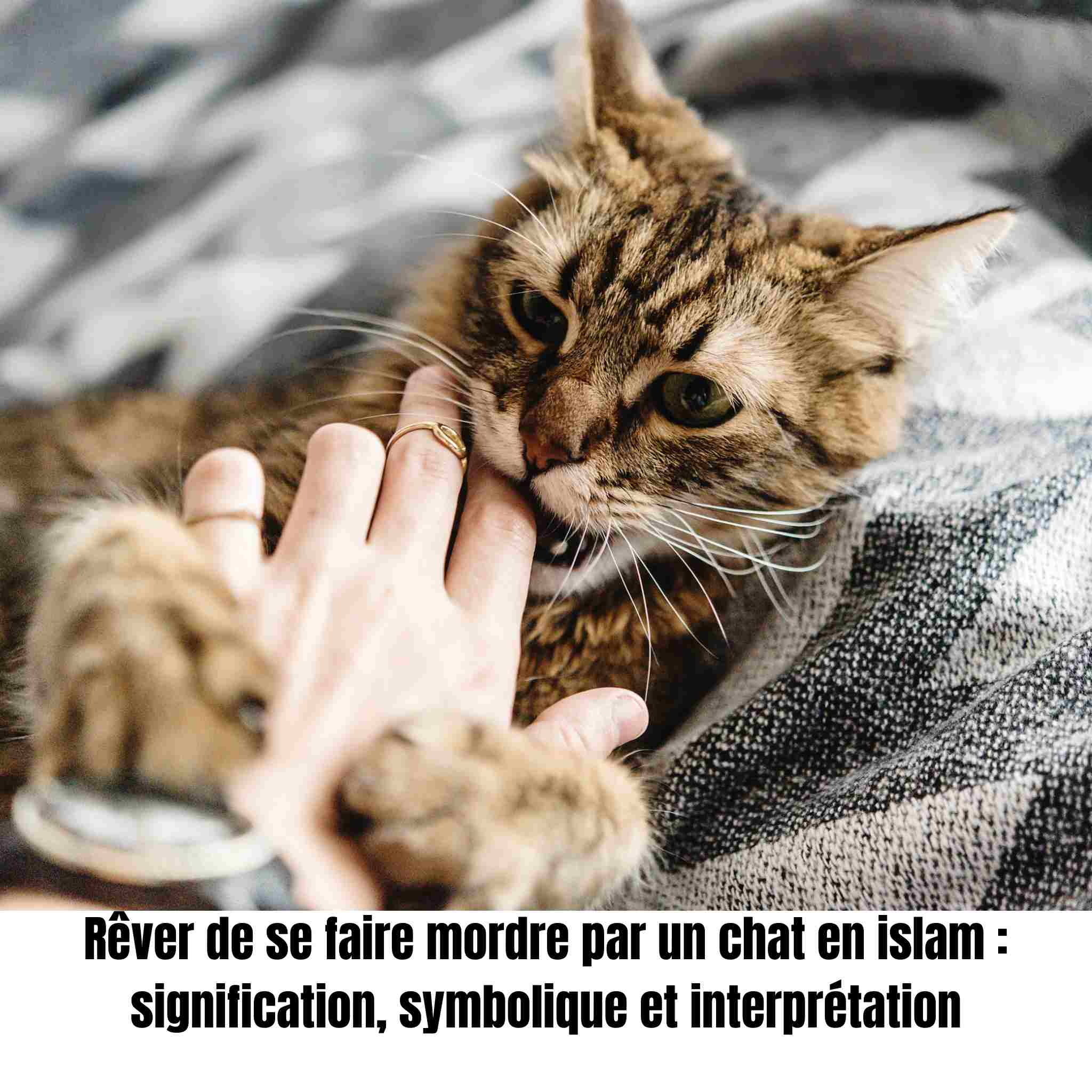 Rêver de se faire mordre par un chat en islam : signification, symbolique et interprétation