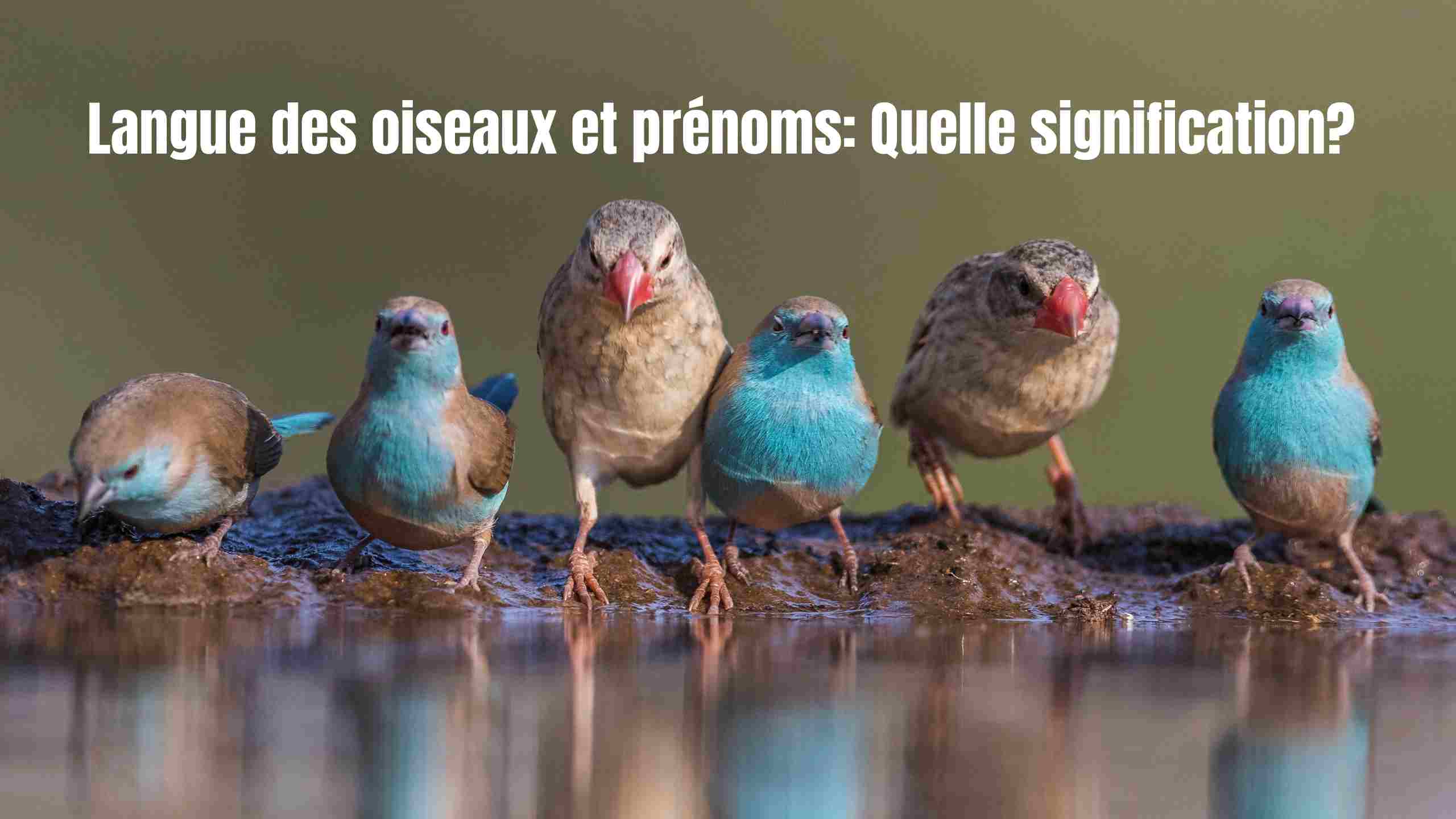 Langue des oiseaux et prénoms : signification cachée et symbolique