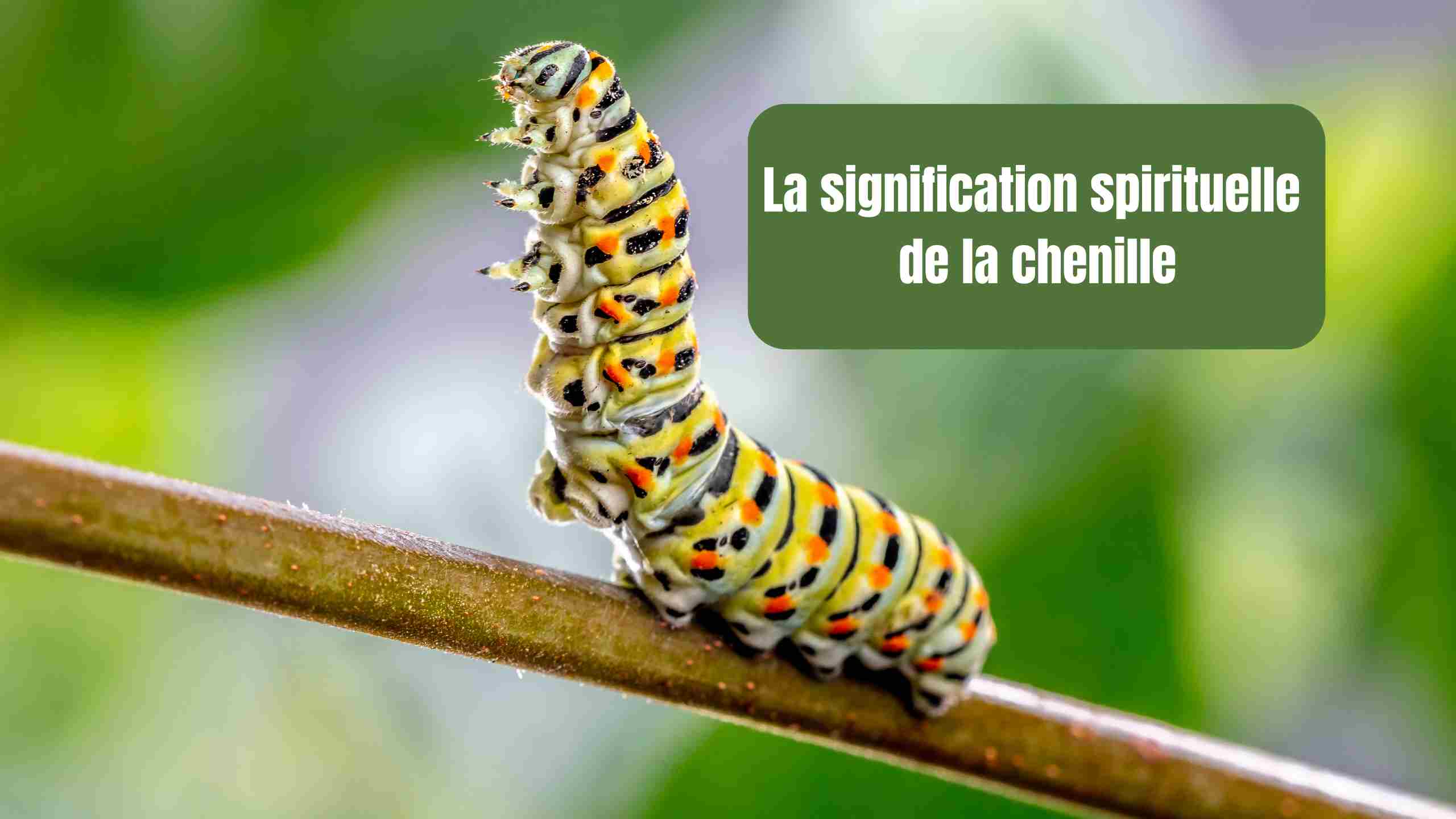 Chenille : signification spirituelle, symbolique et conseils pratiques