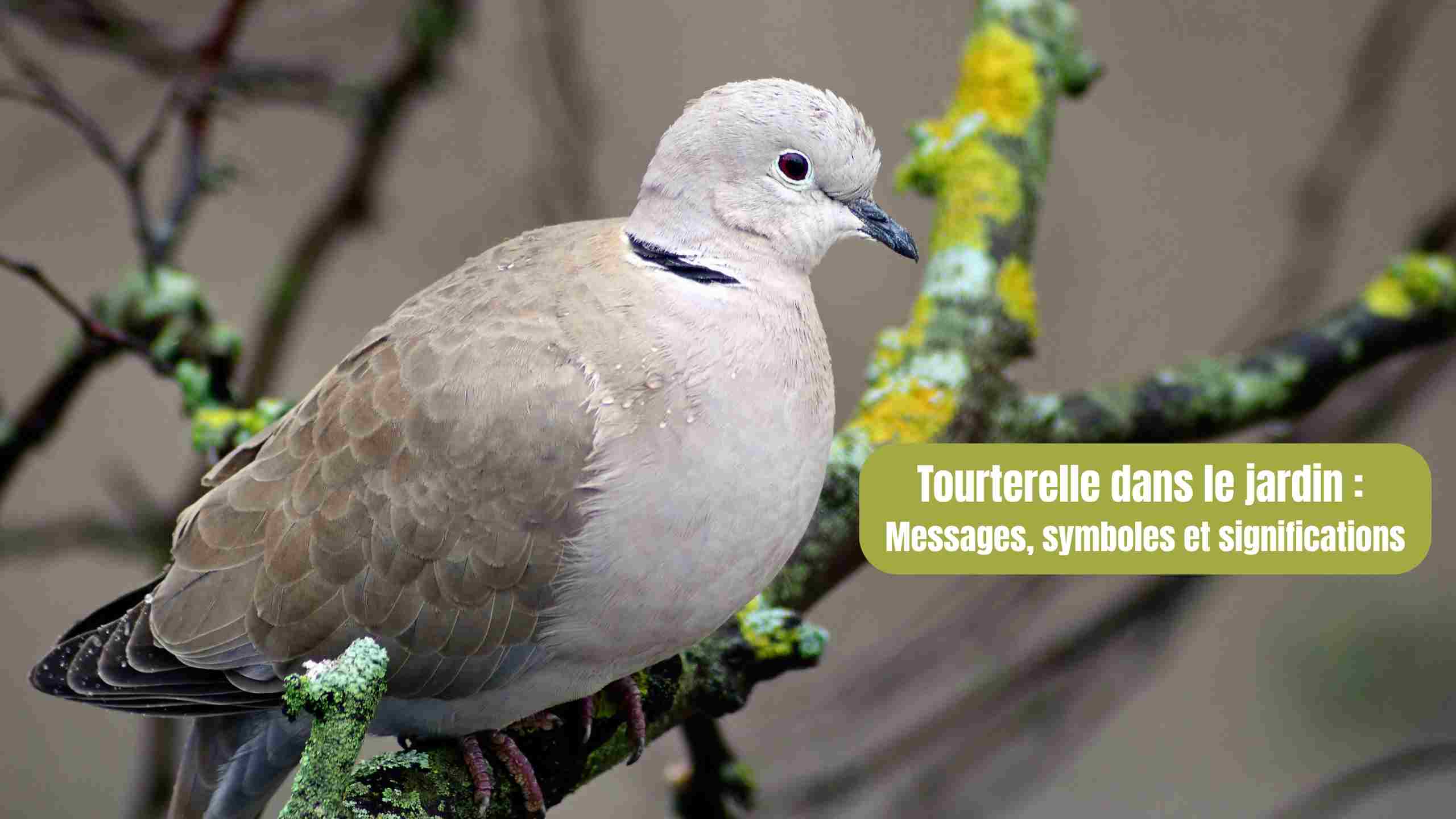 tourterelle dans le jardin signification