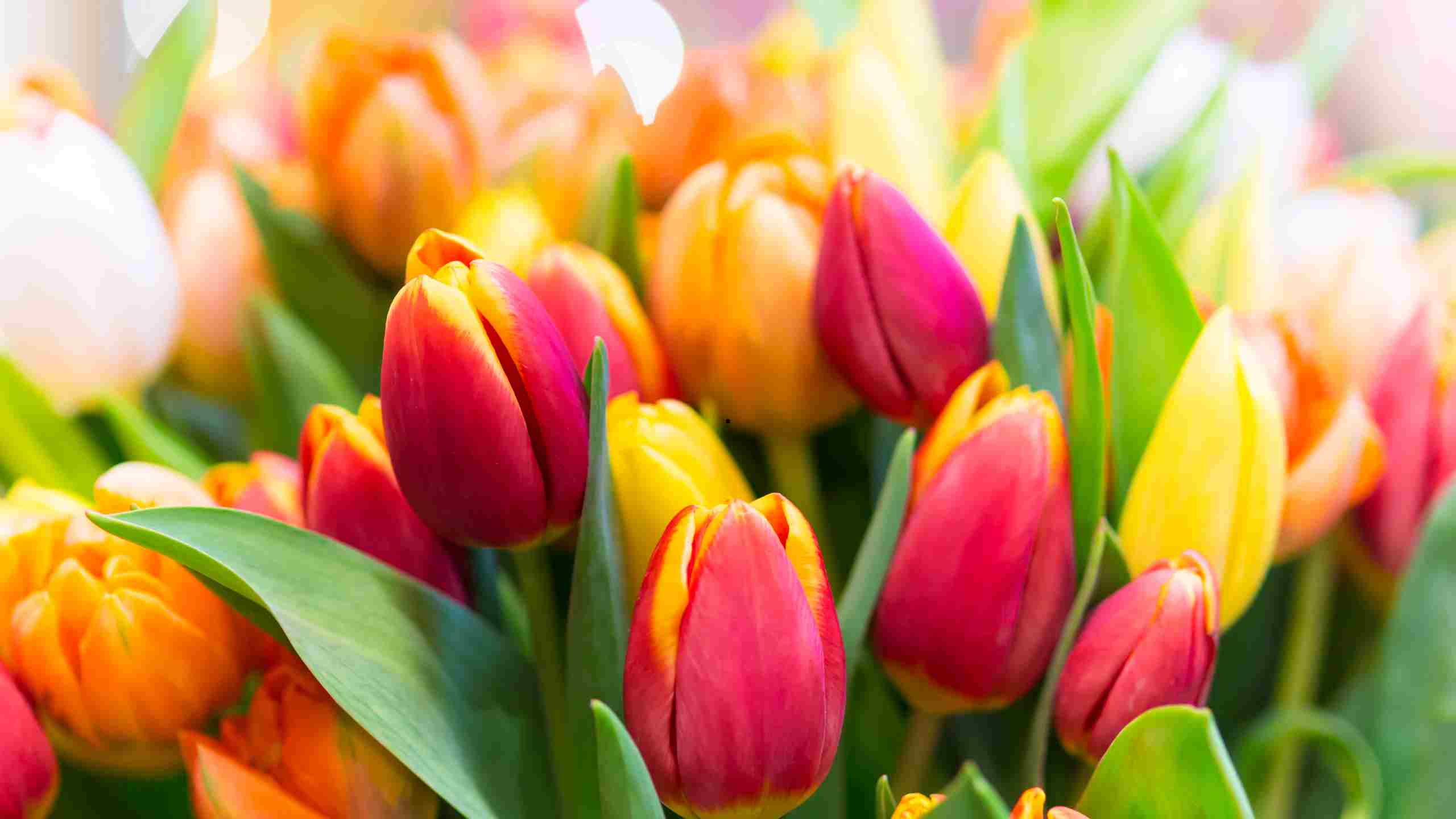 Quelle est la signification spirituelle des tulipes?